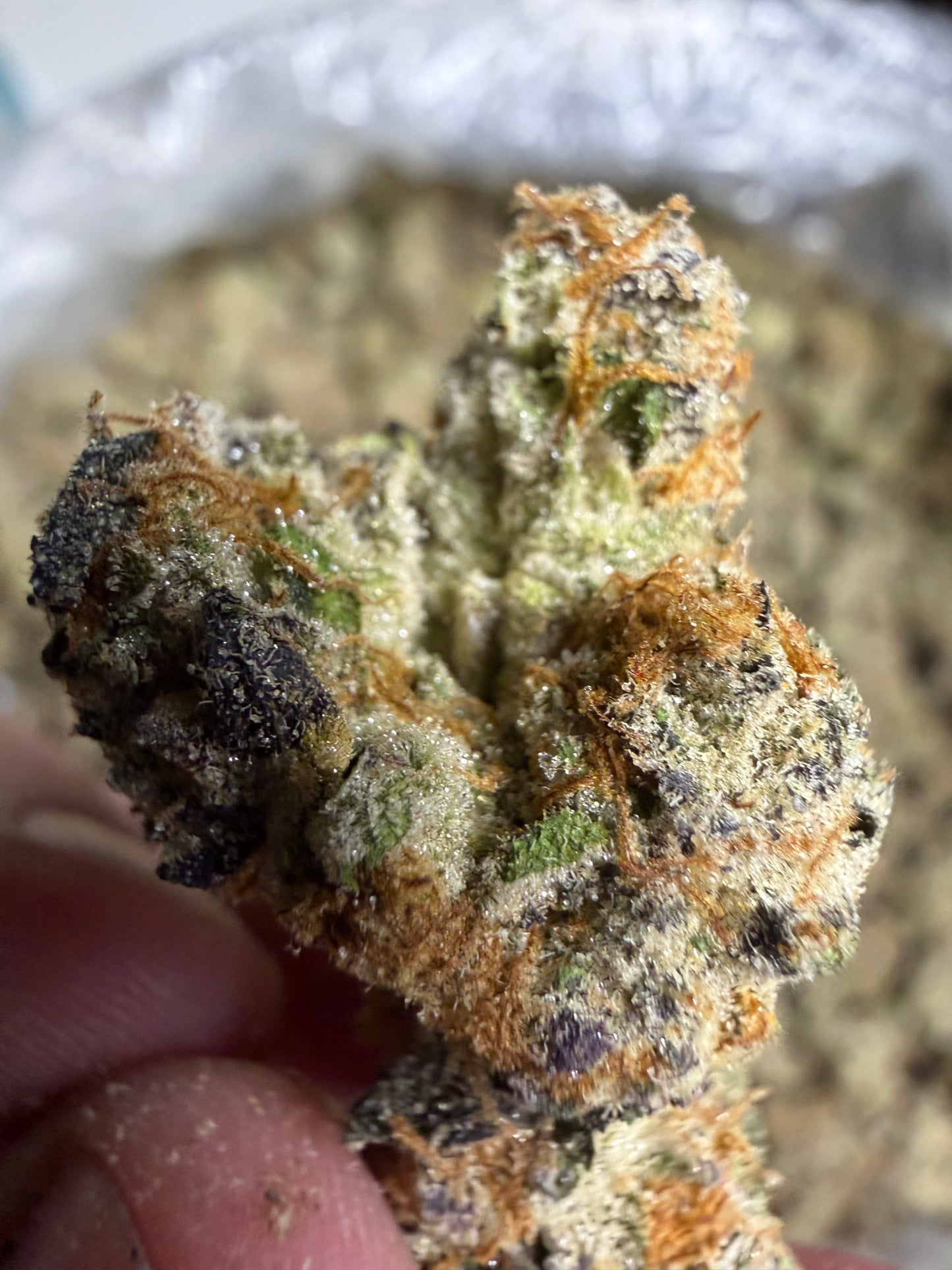 Funk In The Trunk Cannaisseur Exotics ships Monday