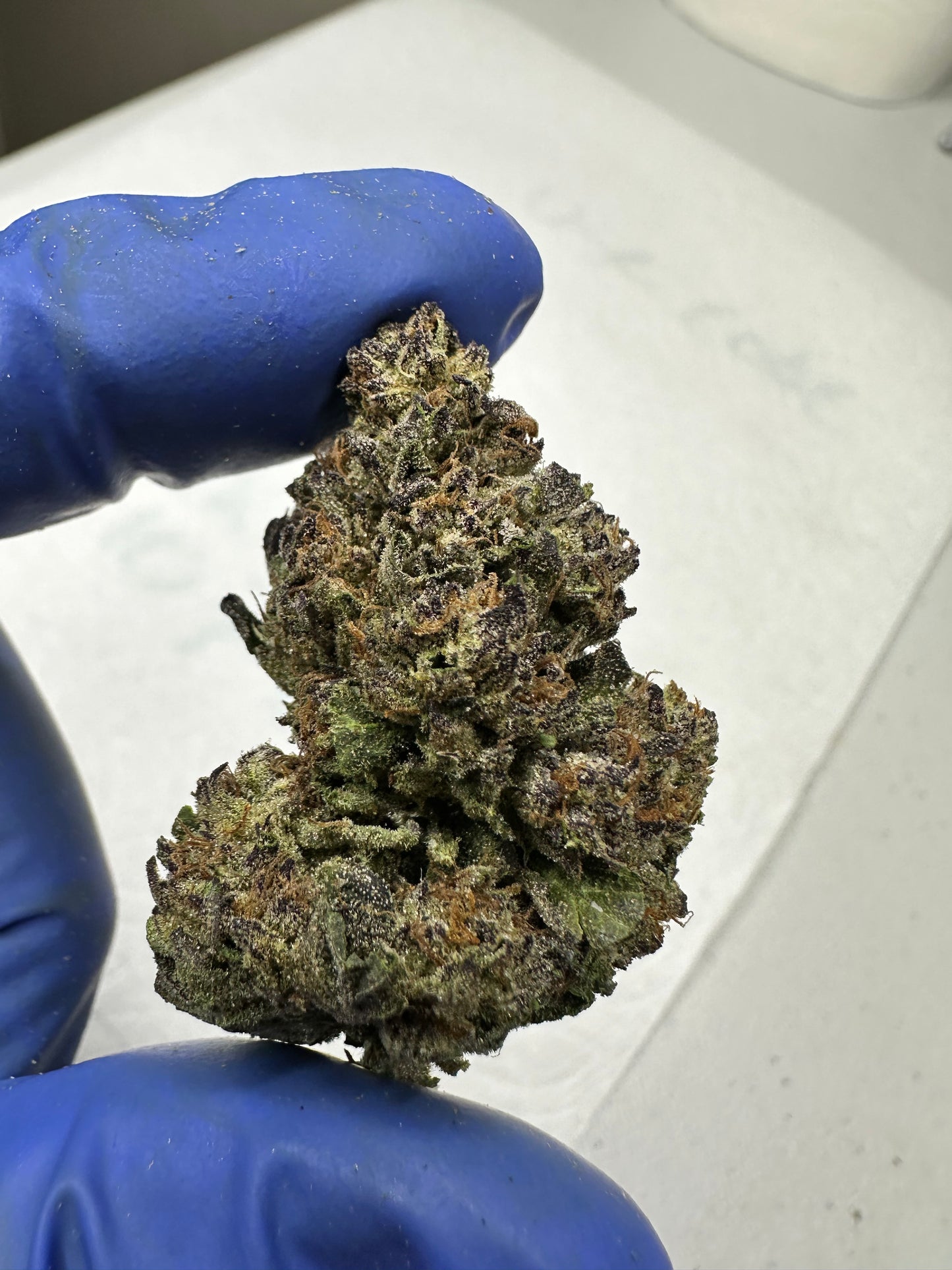 Jelly Rollz Indoor Light Assist