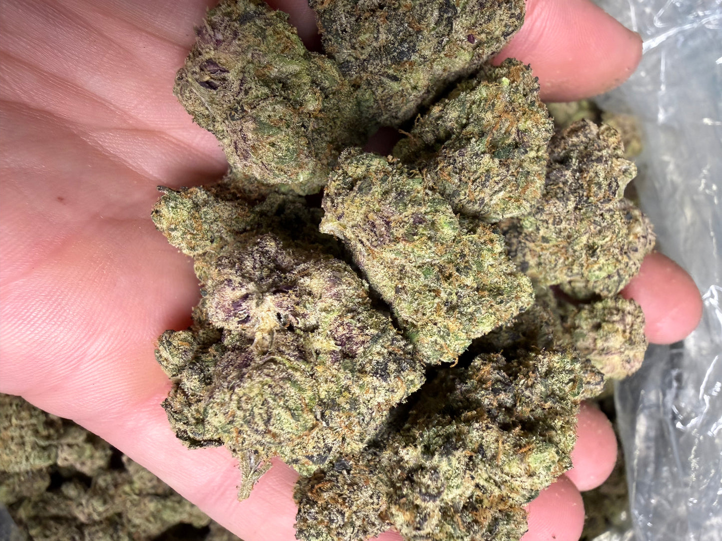 Candied Sherb Cannaisseur Exotics ships Monday