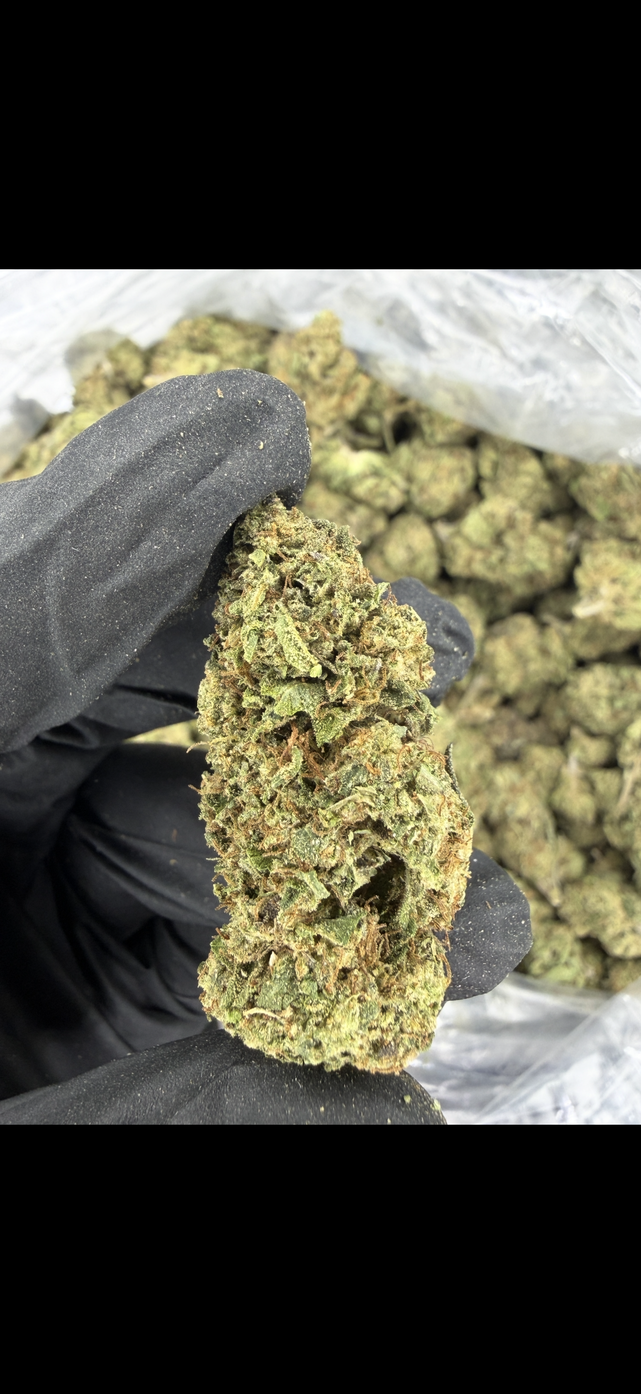 Gaston Pop Older Batch