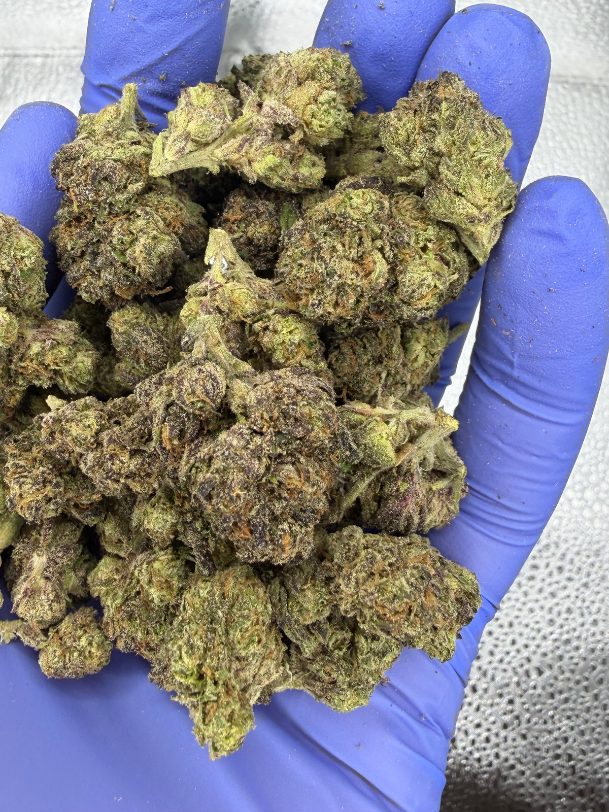 Pinnacle Obama Runtz Indoor Light Assist