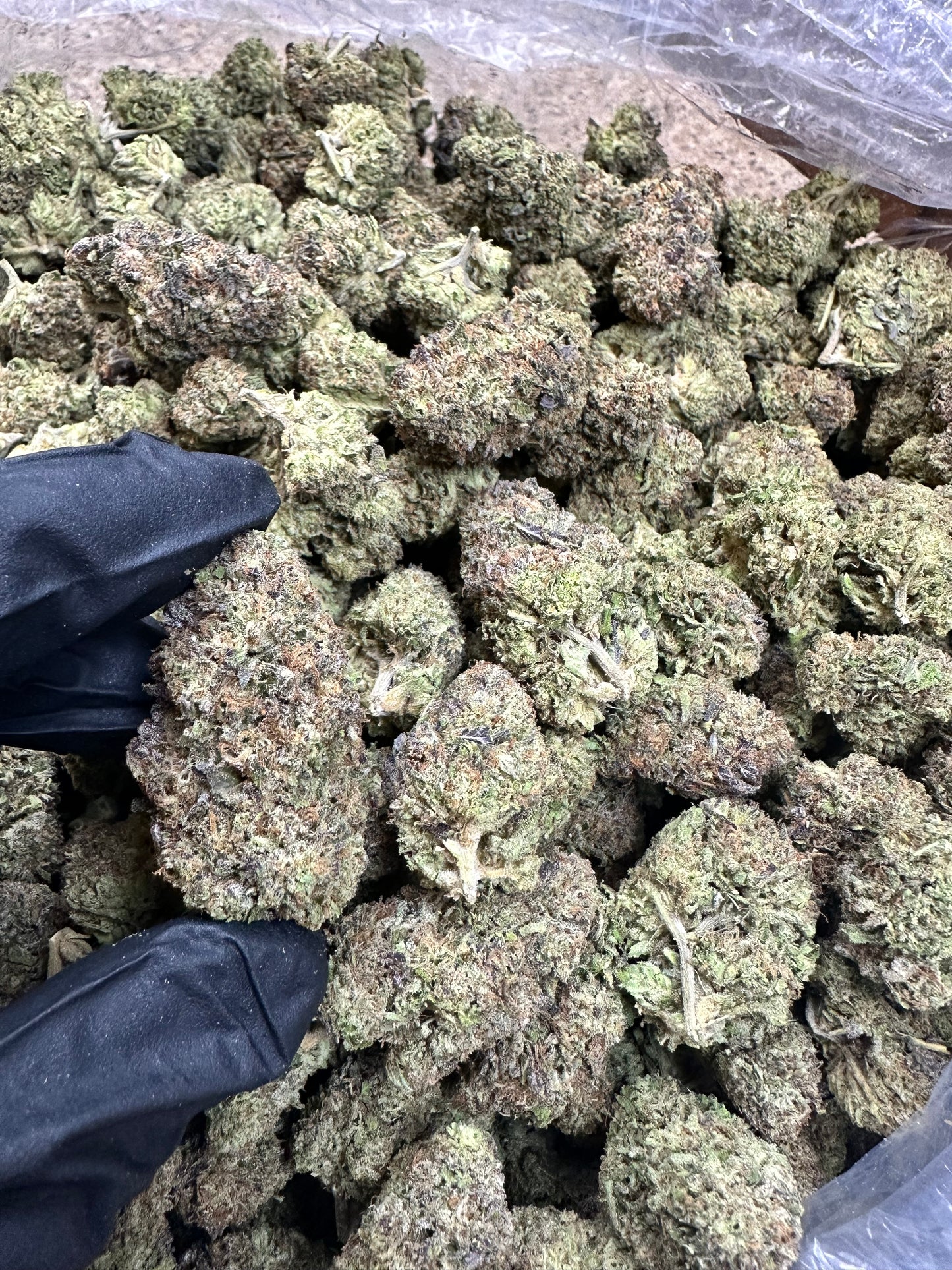 Pinnacle Runtz Indoor Light Assist