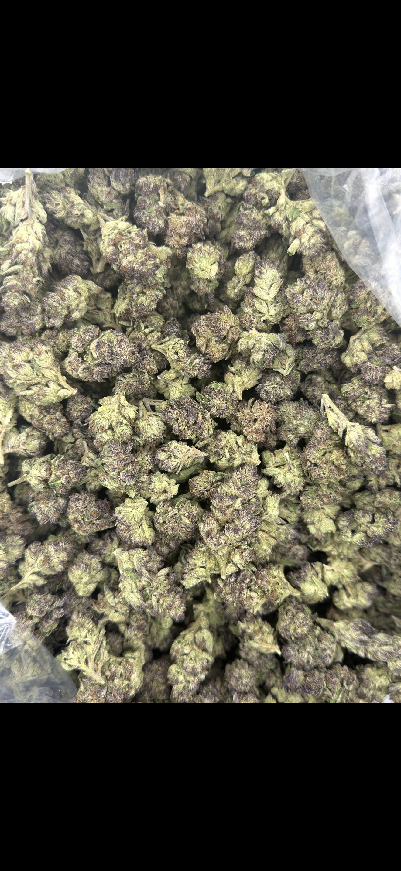 Cereal Milk Indoor Light Assist