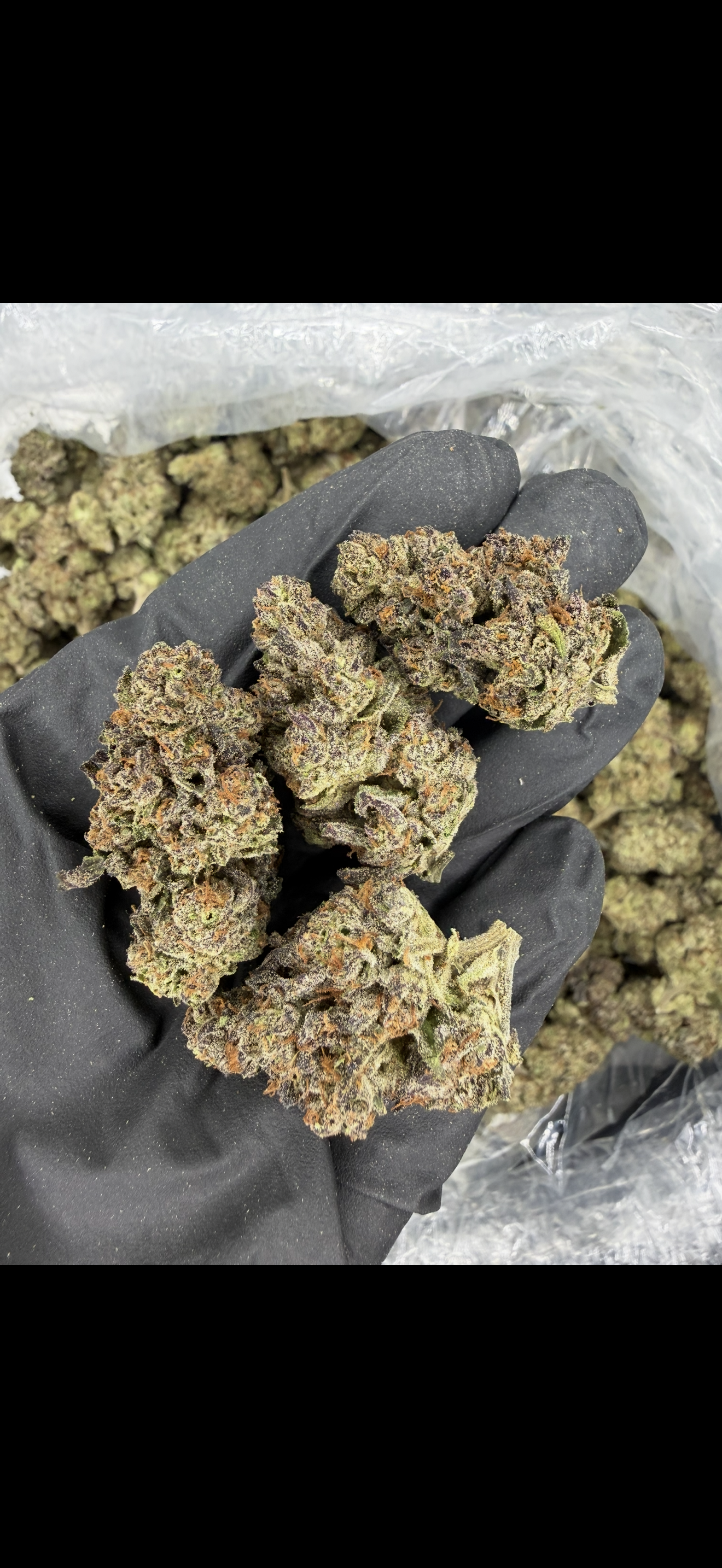 Kush Mintz Indoor Light Assist