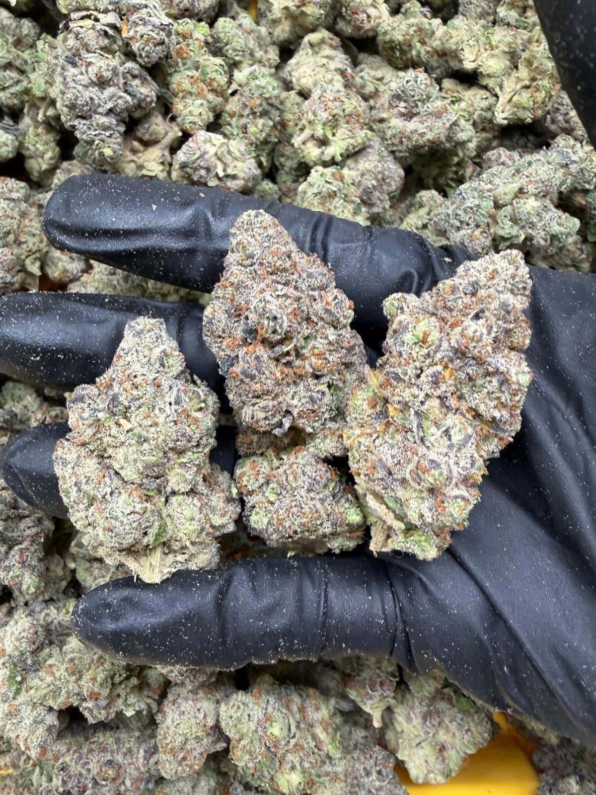 White Runtz Exotic Indoor