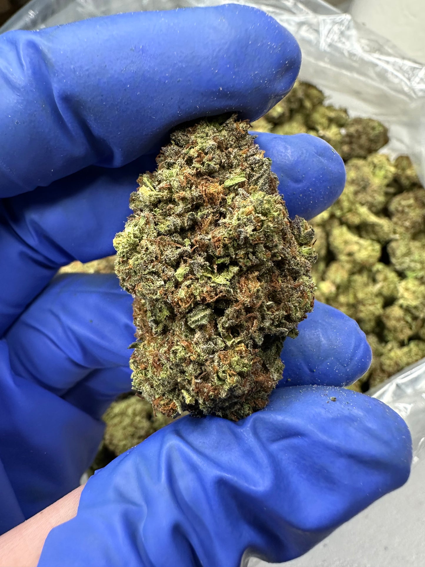 Bubba Kush Green House