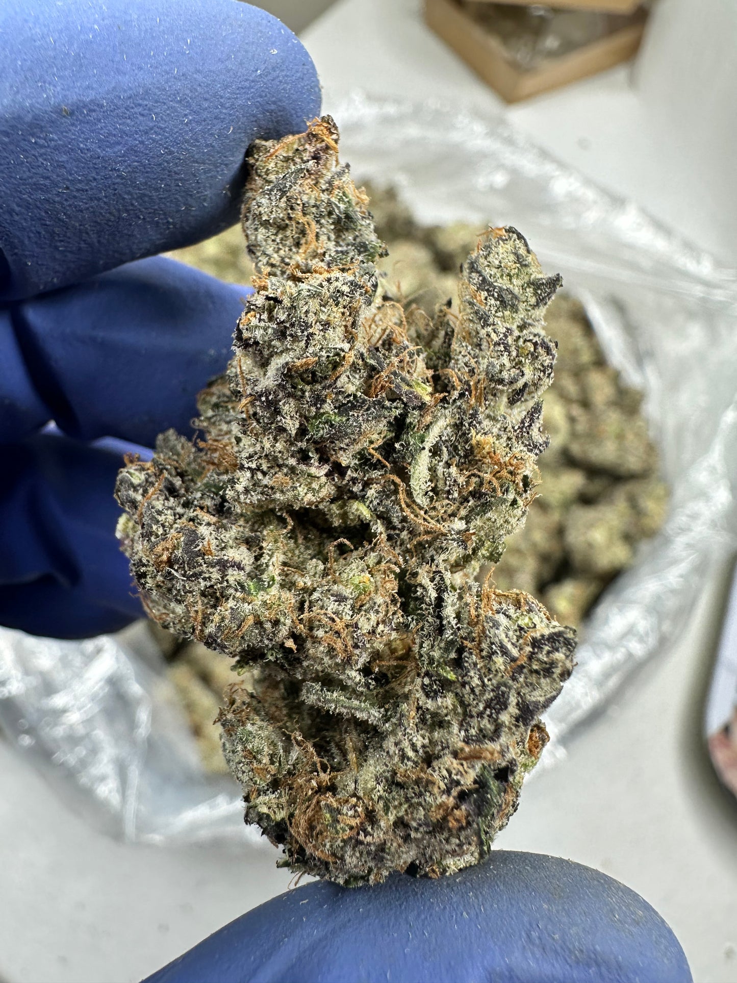 Peanut Butter Apricot exotic