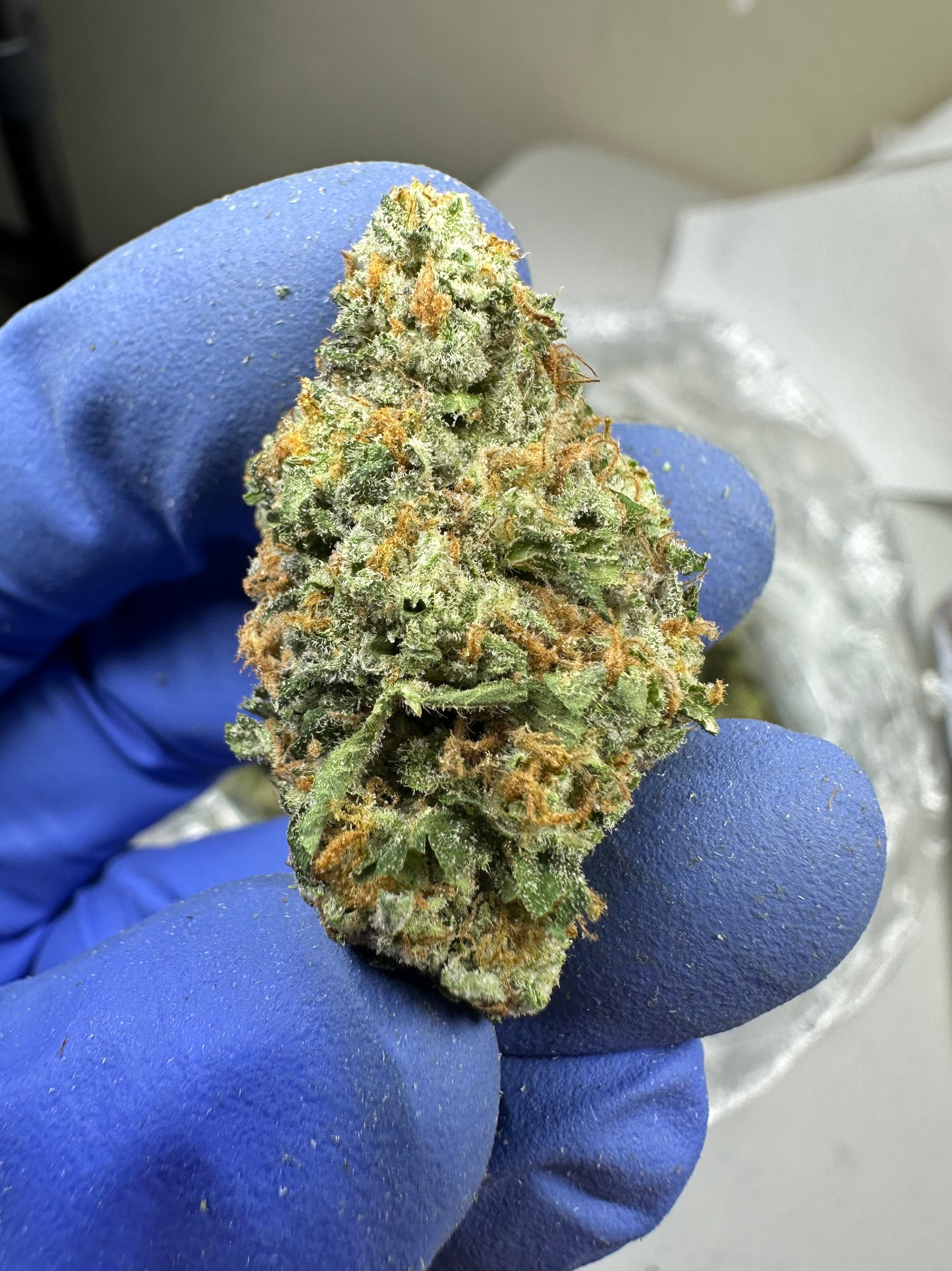 Pineapple Express exotic