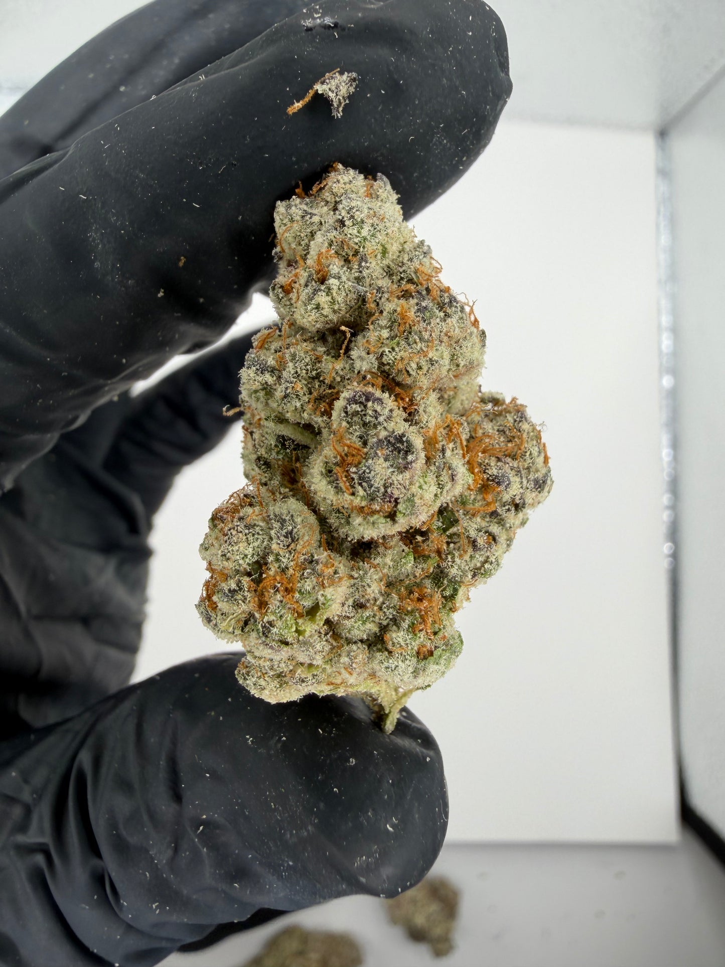 Strawberry Cough (hard to find rare) Cannaisseur Exotics