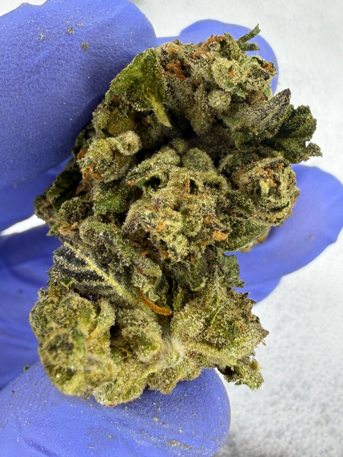 Purple Skunk Indoor Light Assist AAA