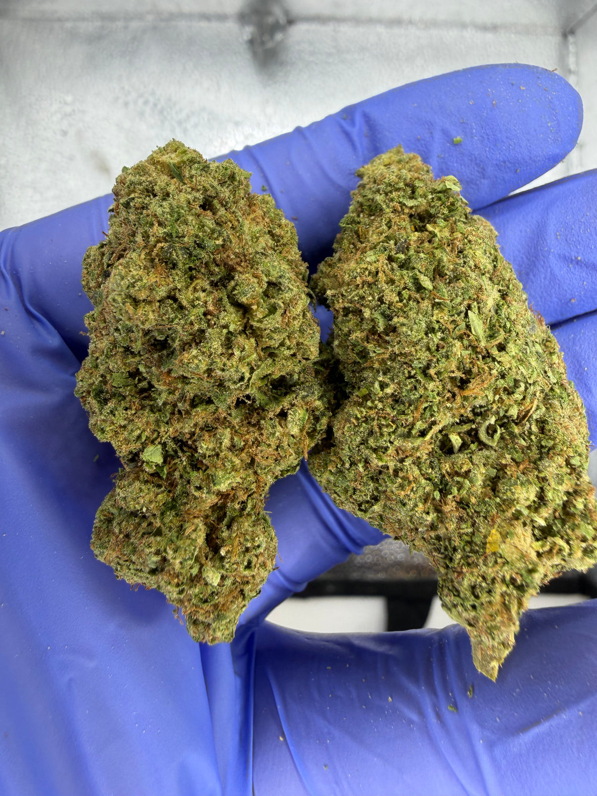 Blueberry Funk Indoor Light Assist