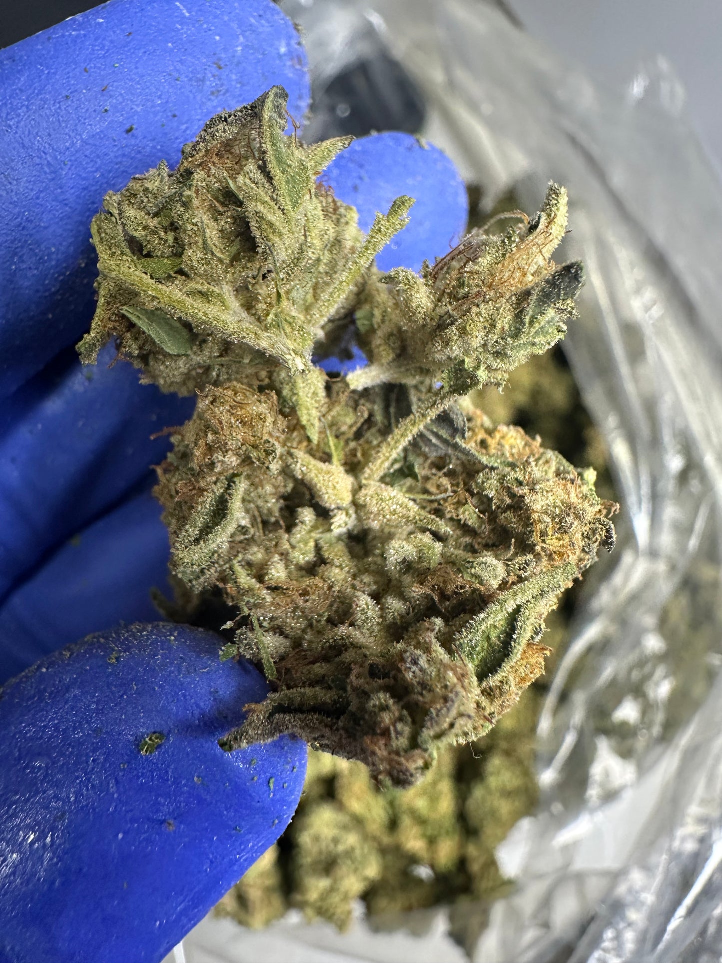 Key Lime Pie Green House