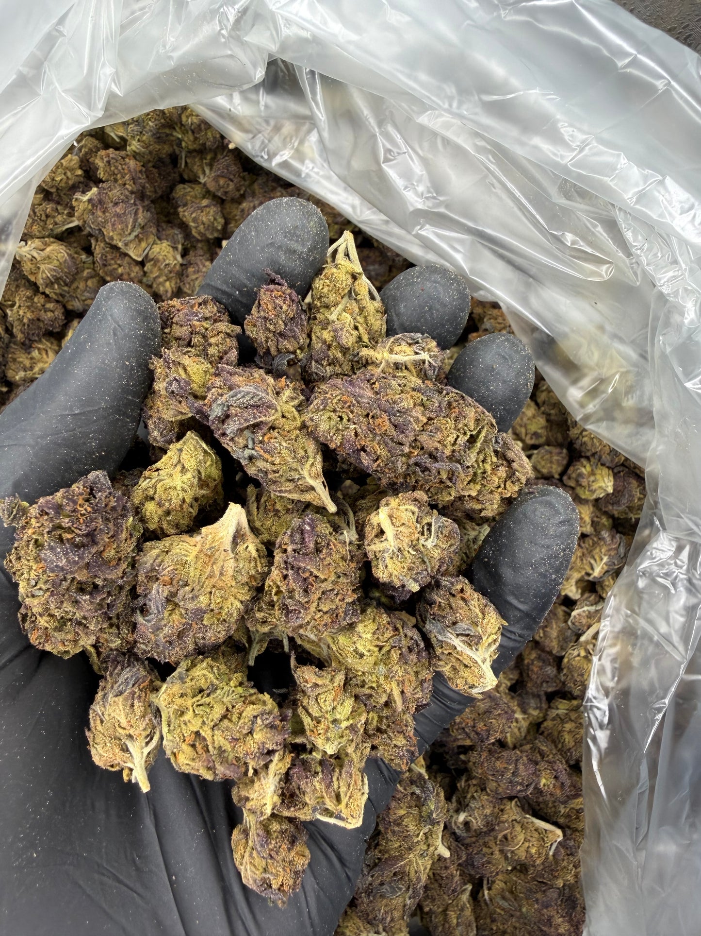 Purple Urkle Older Harvest