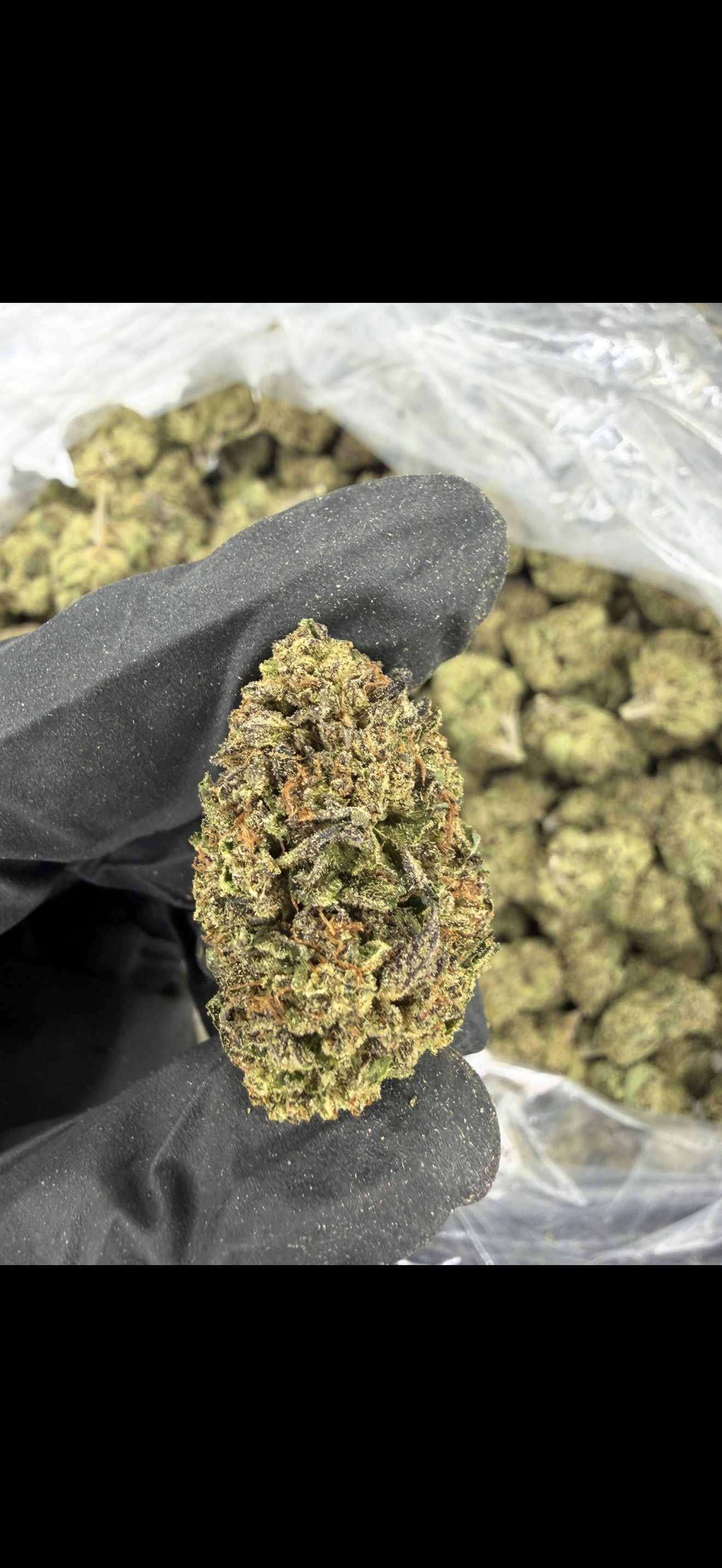 Gaston Pop Older Batch