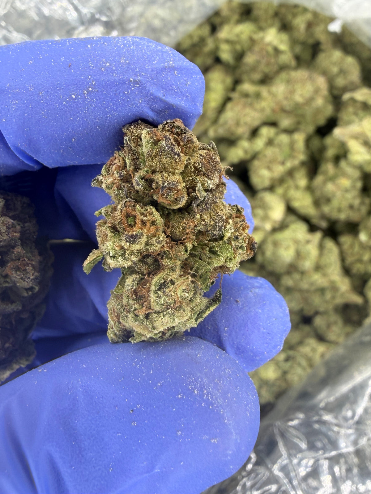 Piña Strudelz Indoor Light Assist only true sativa we have
