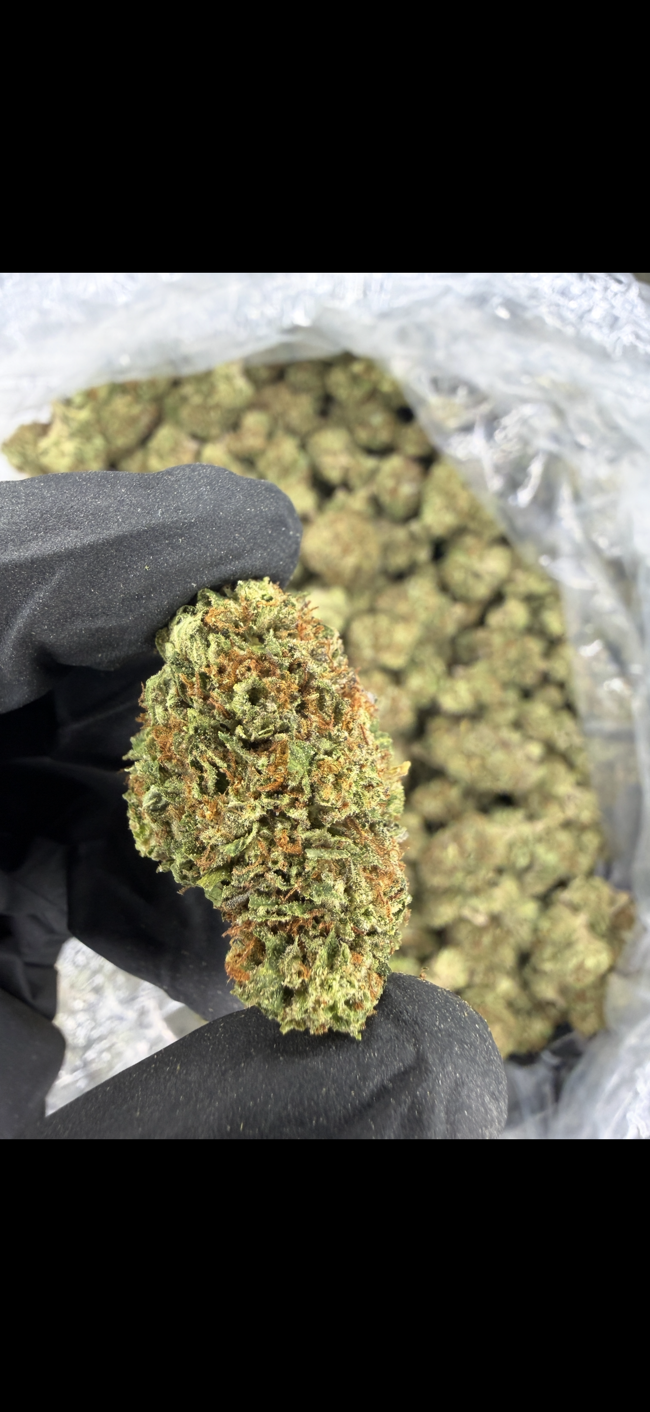 Gushers Indoor Light Assist