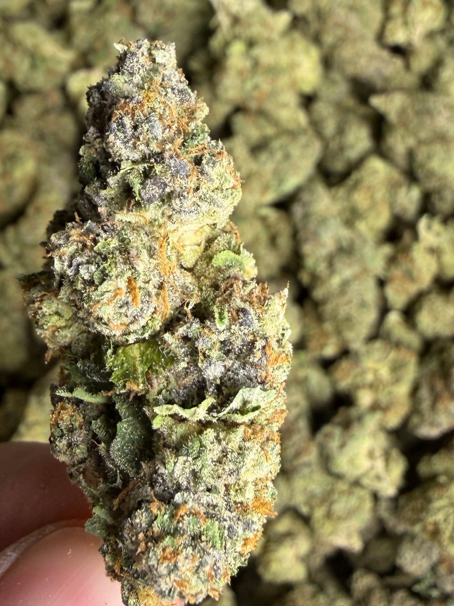 Gelato 41 Indoor (Ships June 3rd)