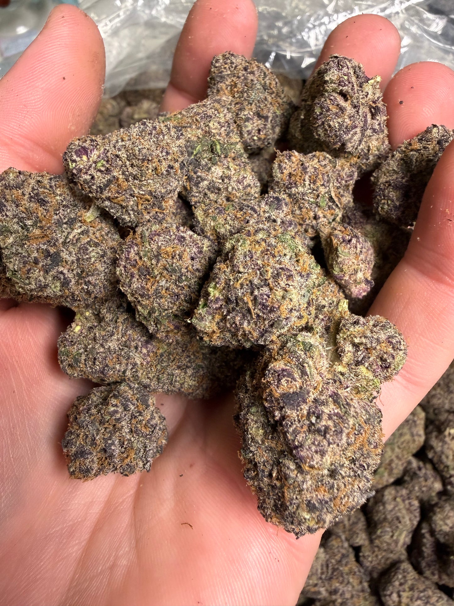 Astro Pop Cannaisseur Exotics ships Monday