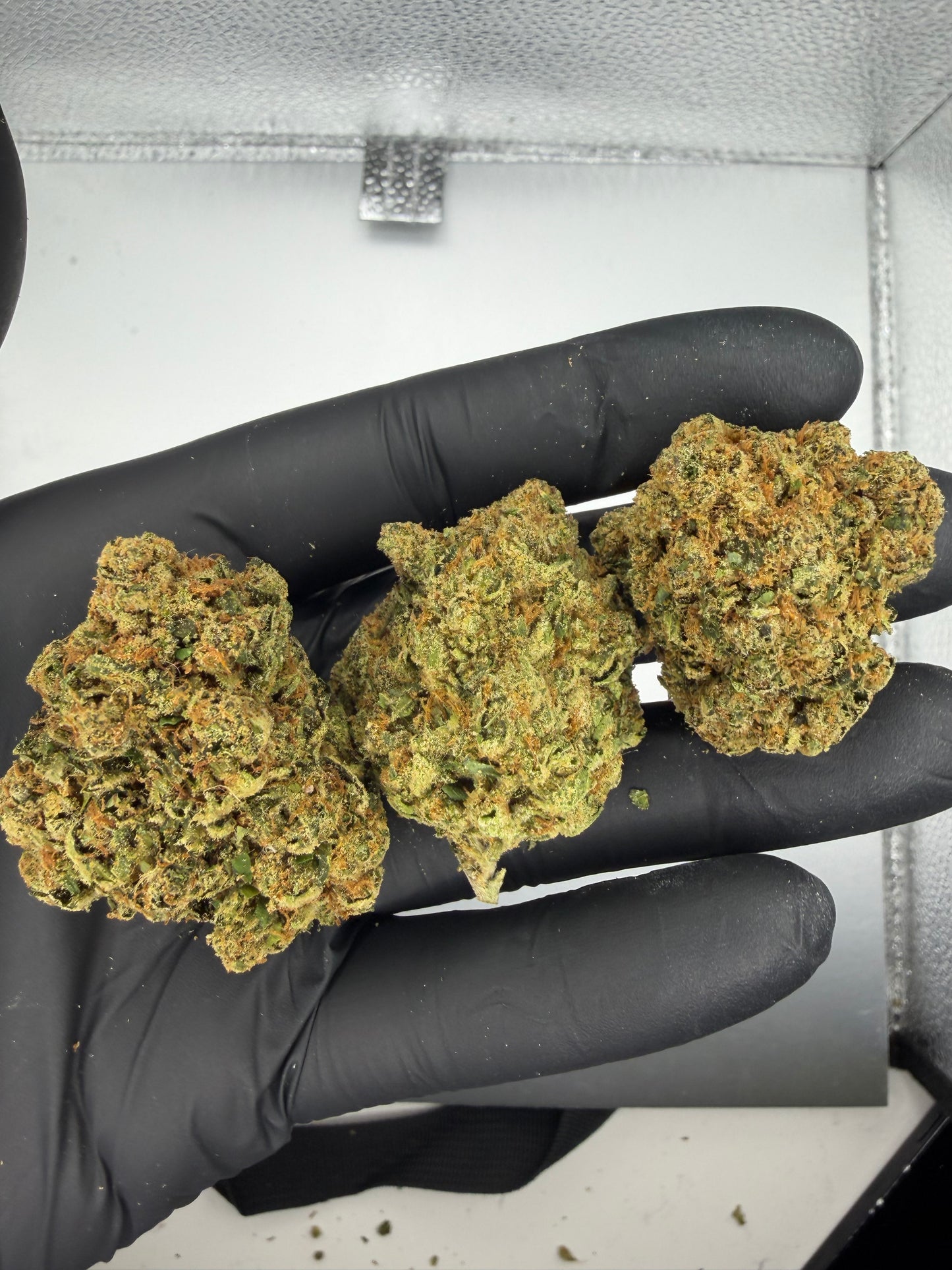 Gorilla OG Light Assist