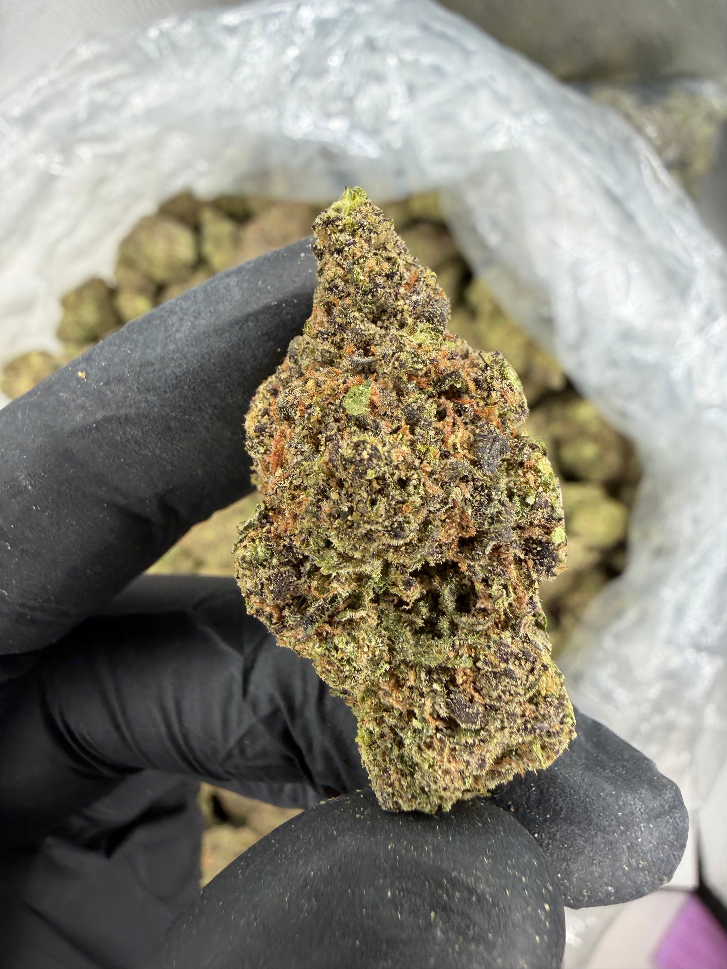 Gush Mints Exotic indoor