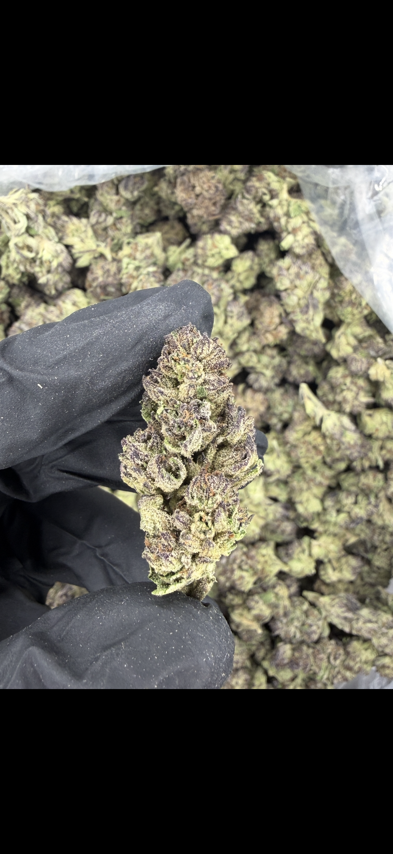 Cereal Milk Indoor Light Assist