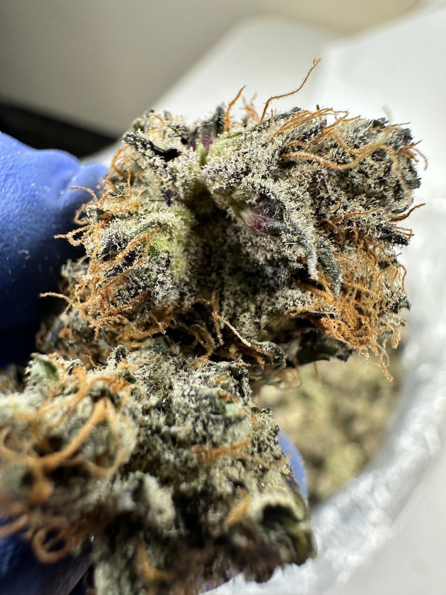 Peanut Butter Apricot exotic