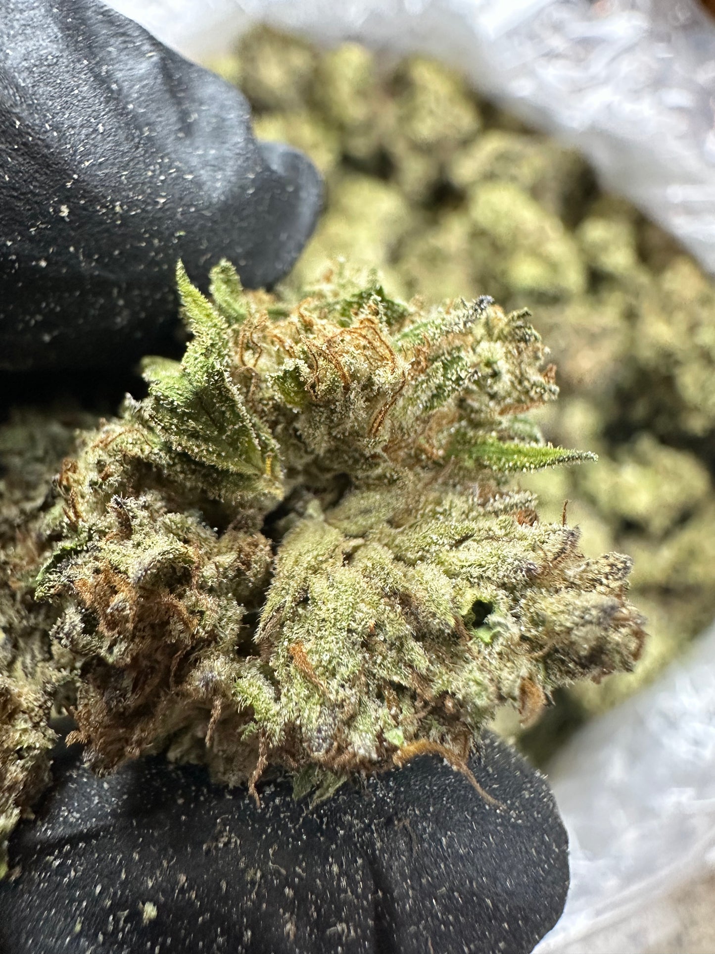 Oreoz Indoor Light Assist