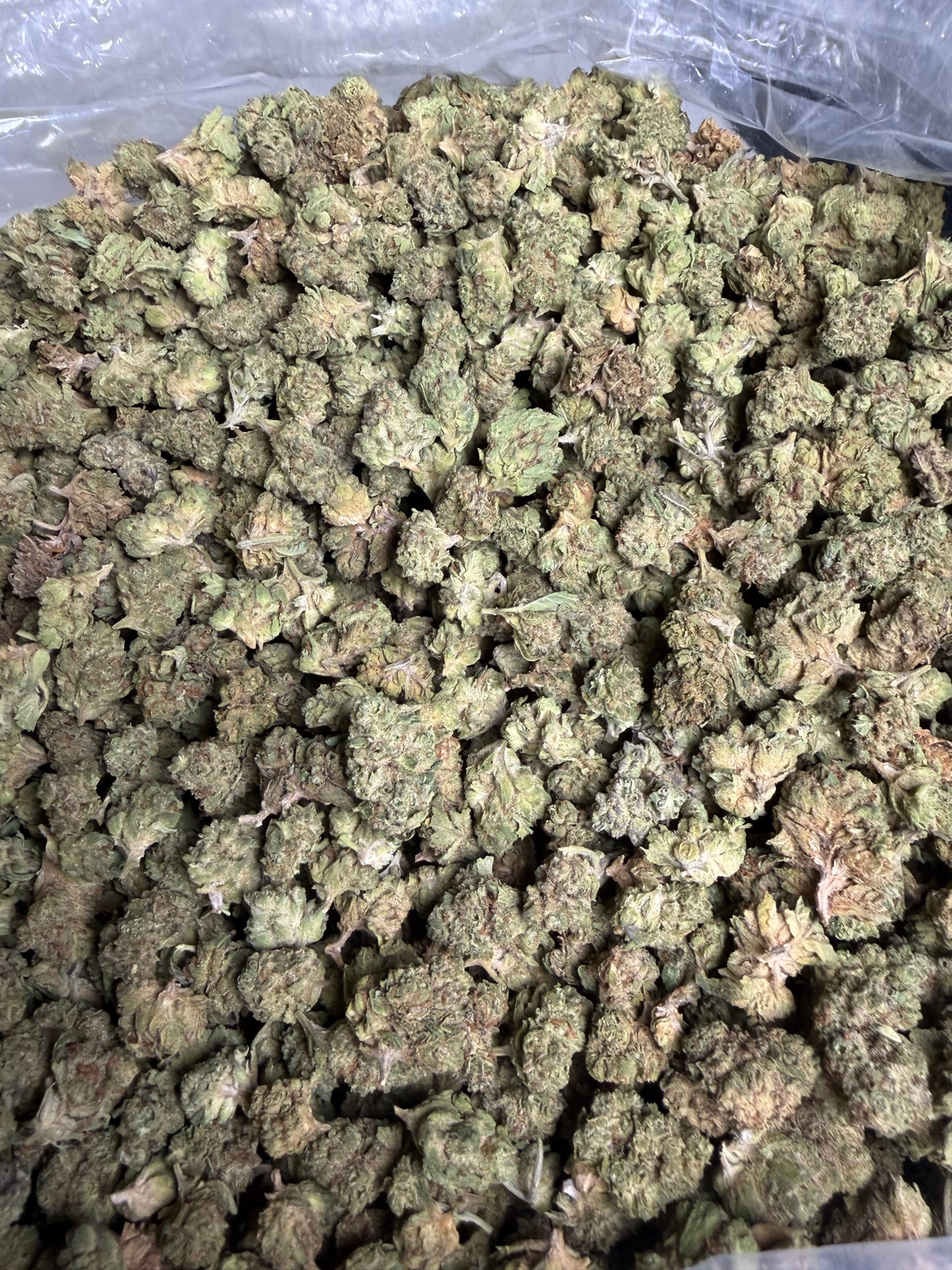 Blue Dream Greenhouse Smalls ships June 3rd