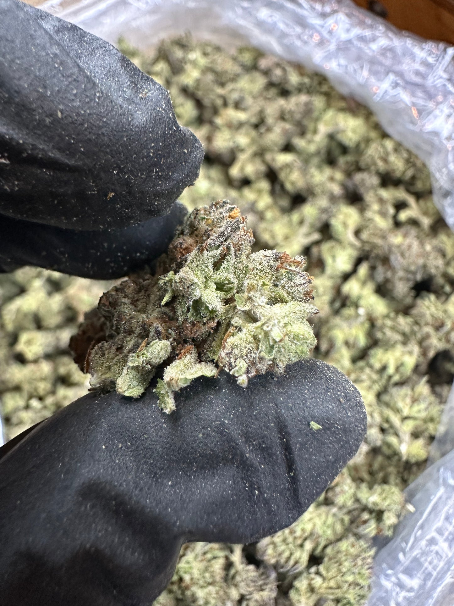 Modified Grapes Indoor Mediums