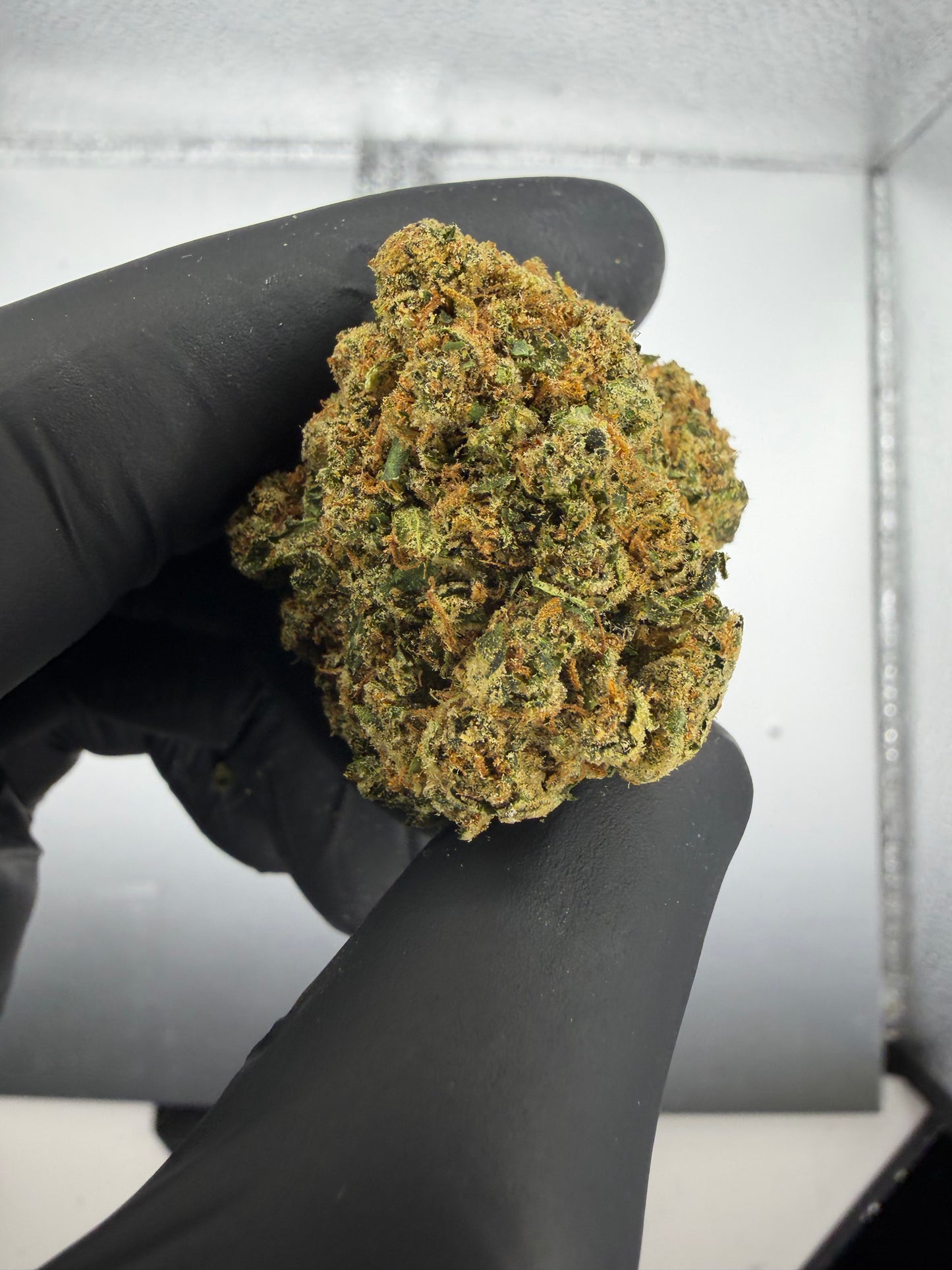 Gorilla OG Light Assist
