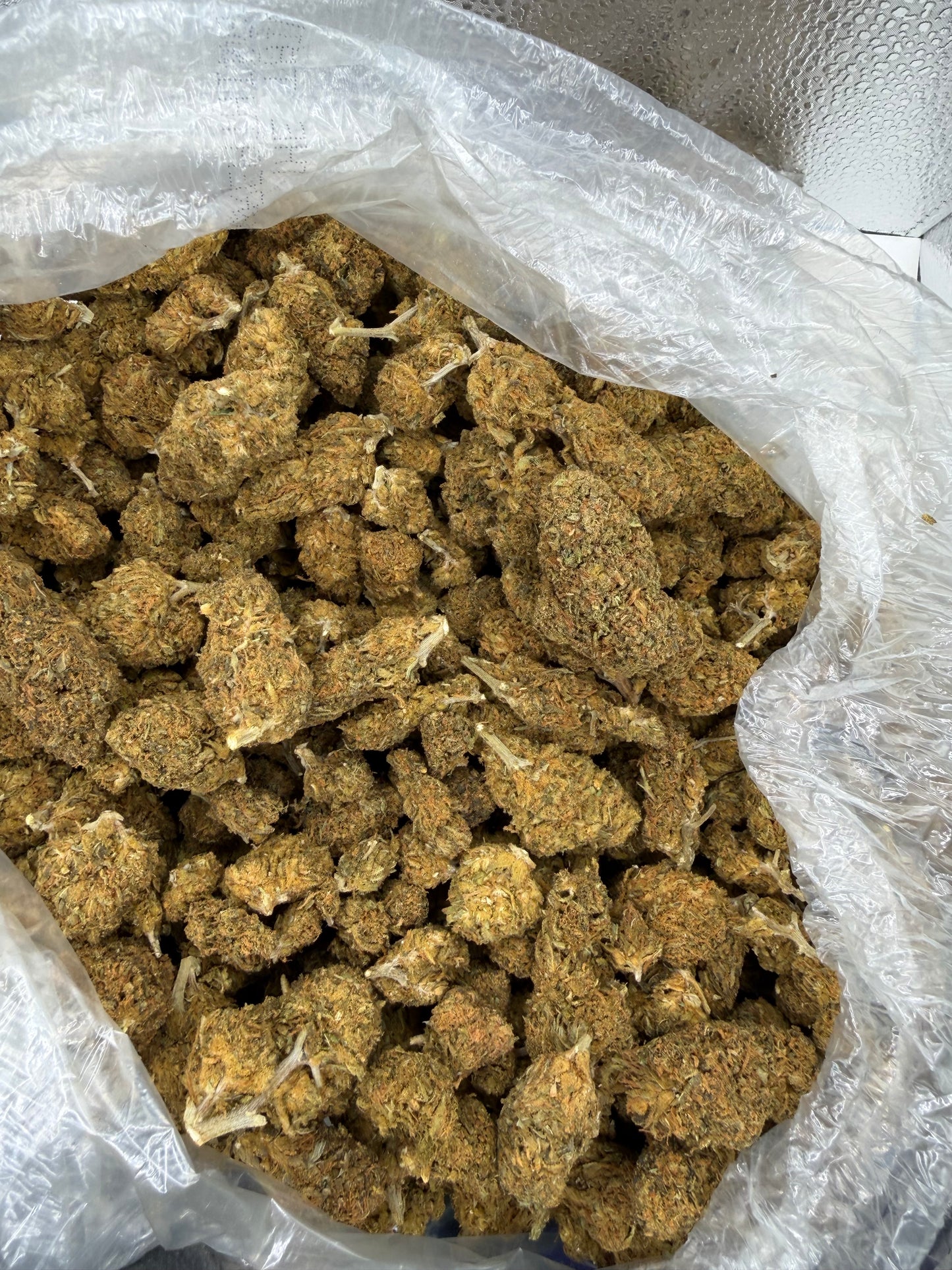 Tangie Bubba Kush old outdoor