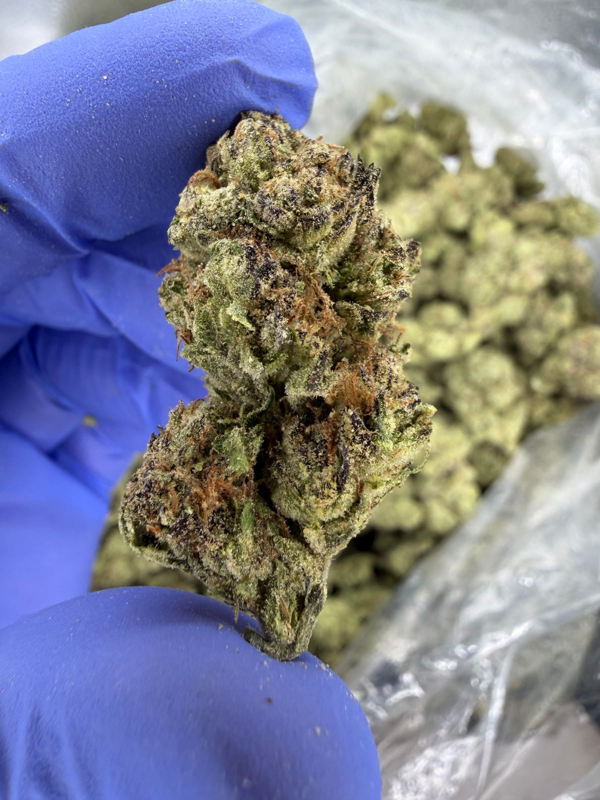 Piña Strudelz Indoor Light Assist only true sativa we have