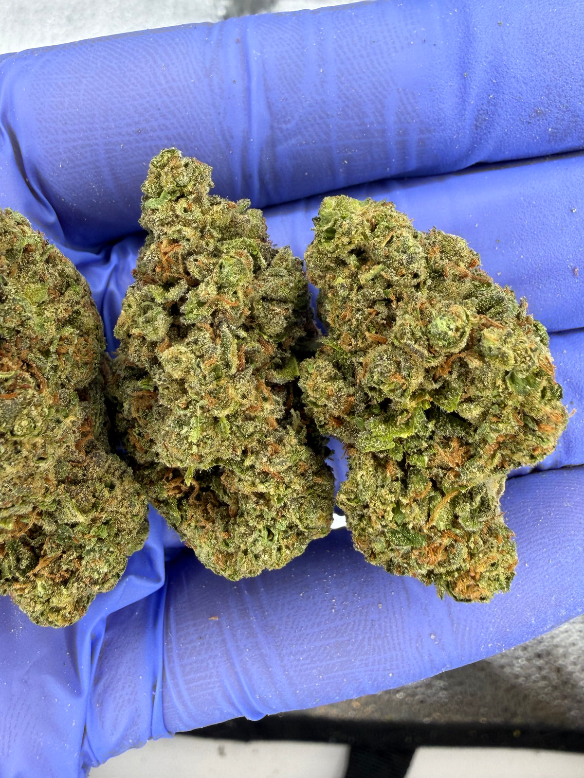 Purple Kush Pop Indoor Light Assist AAA