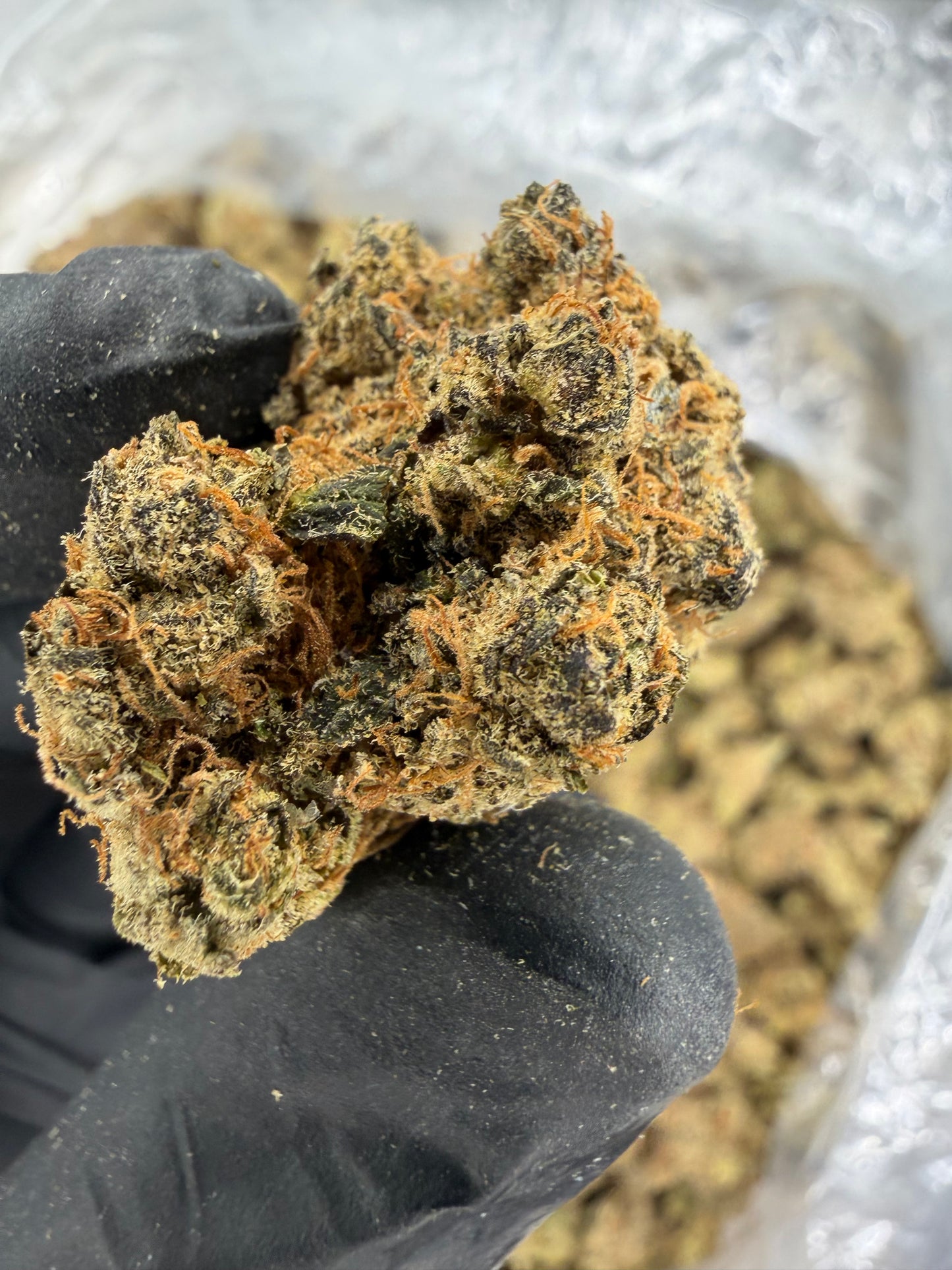 Cheesy Peanut Delight Old Exotic indoor