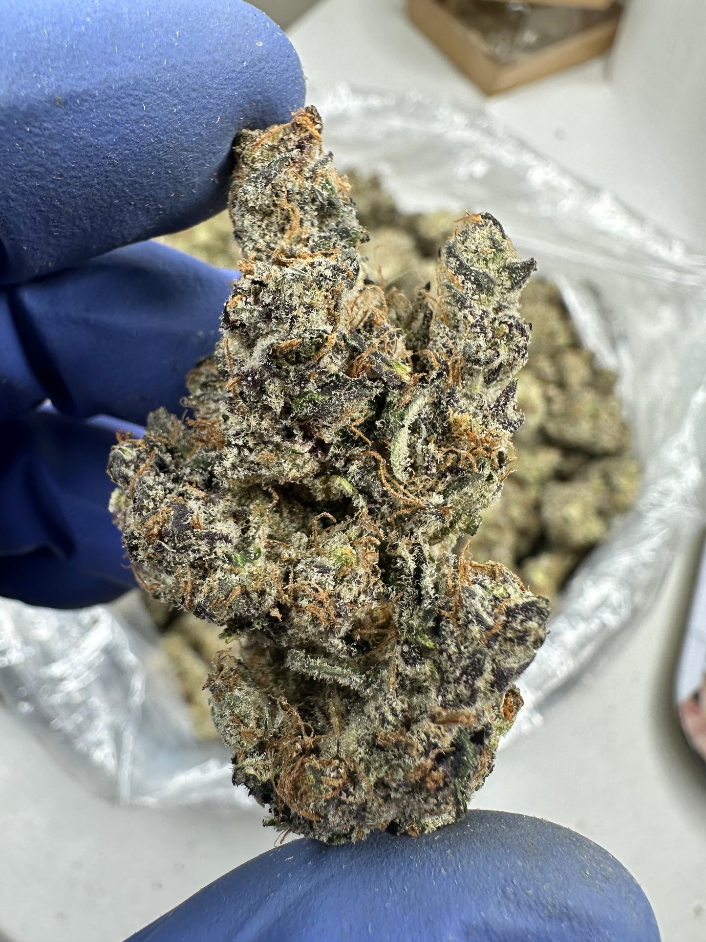 Peanut Butter Apricot exotic