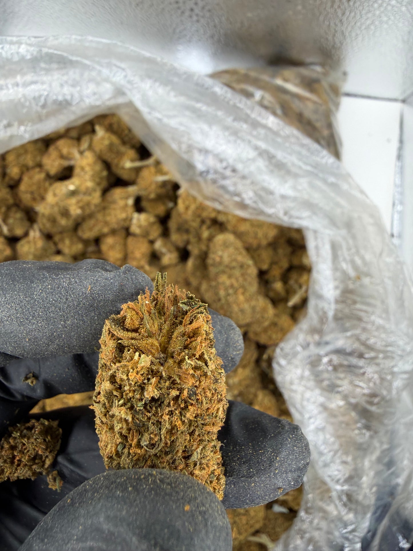 Tangie Bubba Kush old outdoor