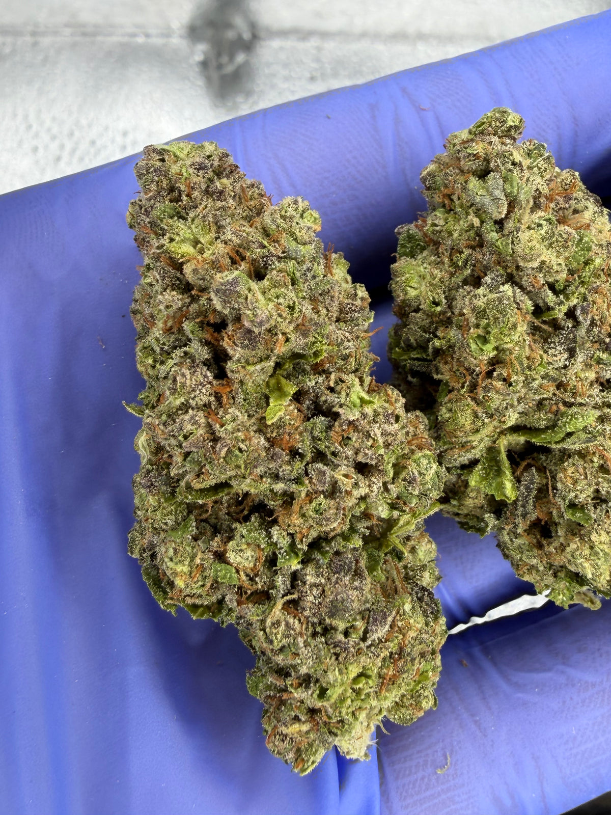 Hash Burger AAA Indoor Light Assit