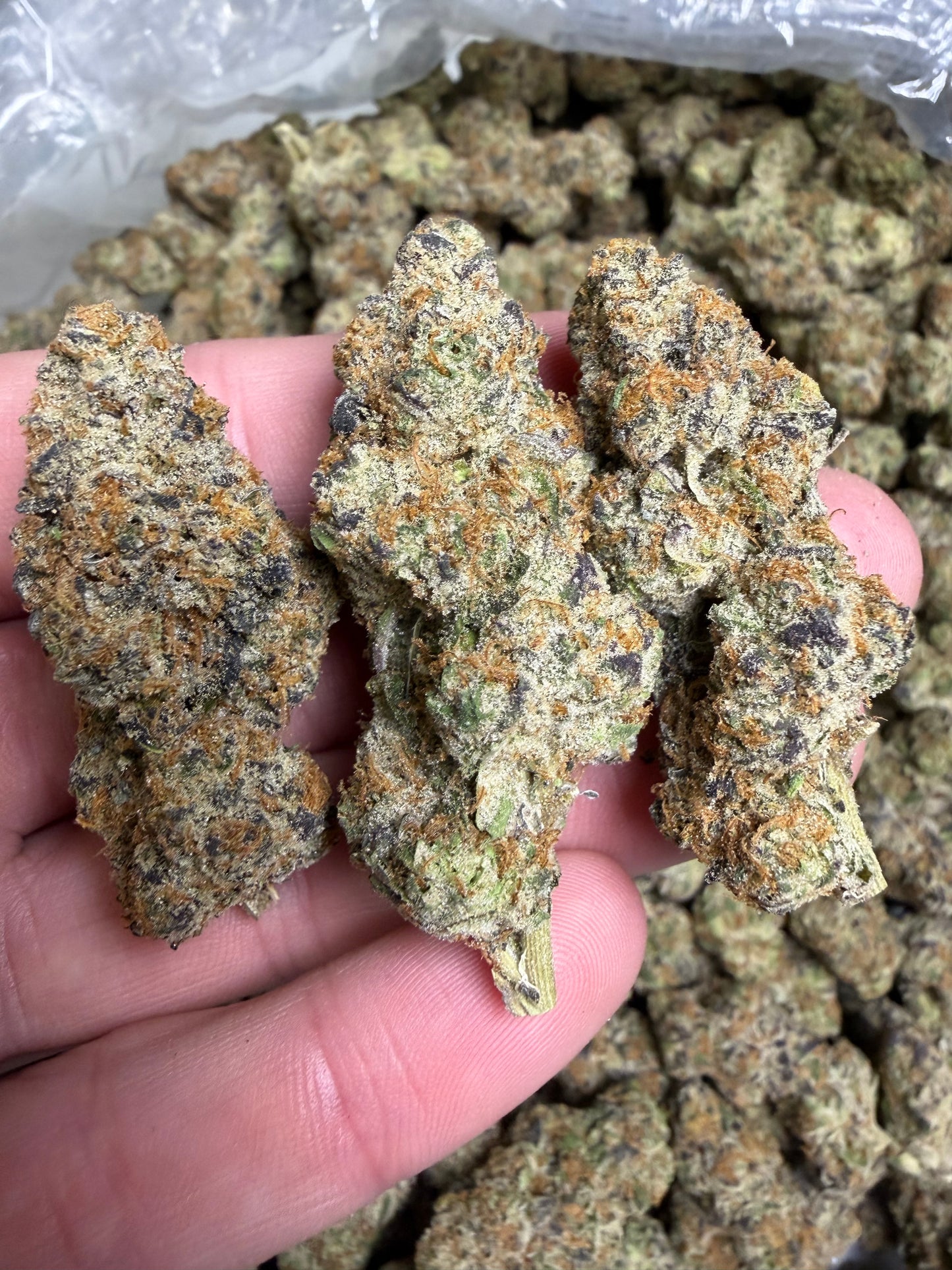 Funk In The Trunk Cannaisseur Exotics ships Monday