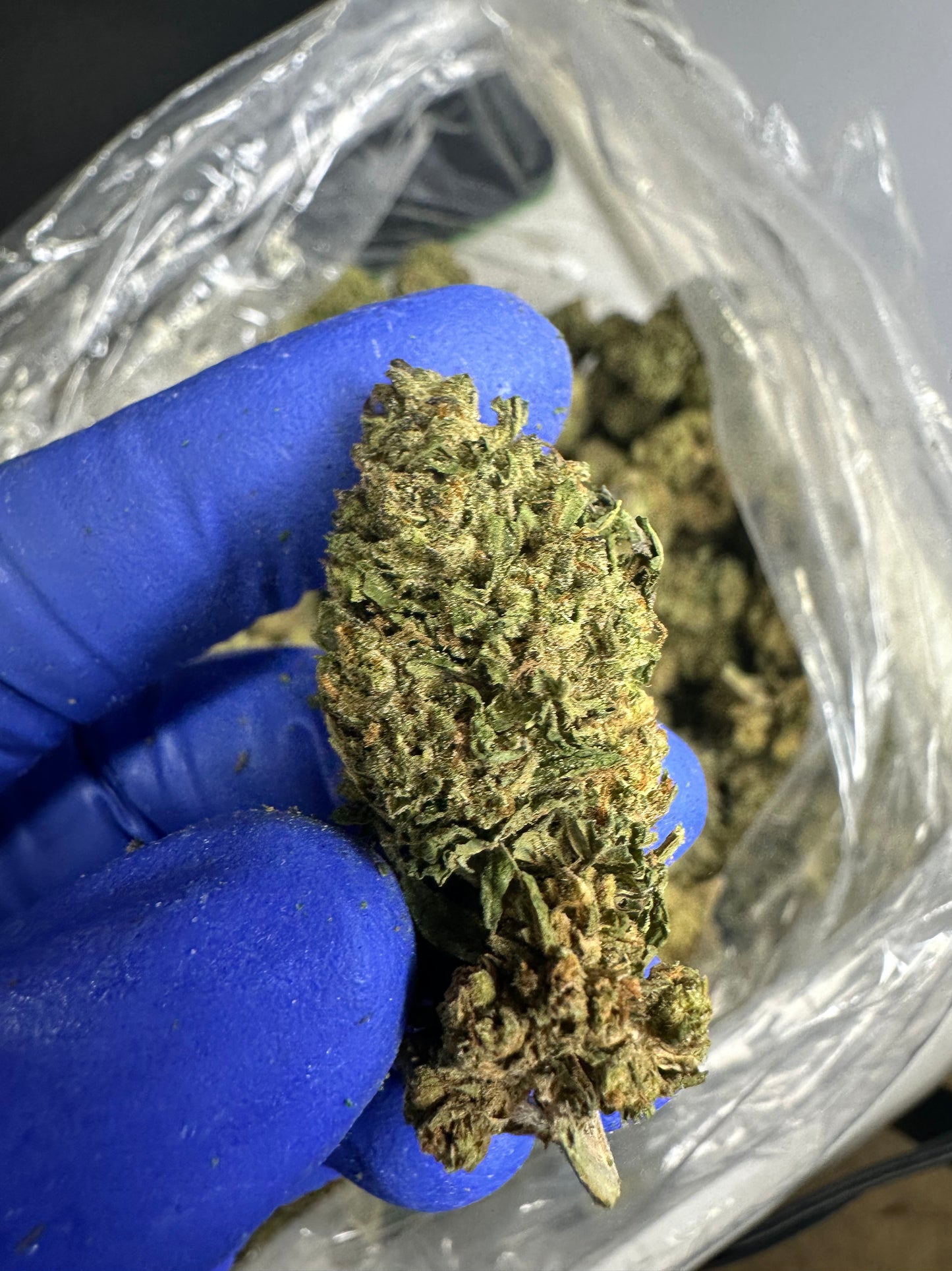 Key Lime Pie Green House