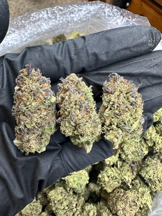 Mendo Purp Indoor Light Assist