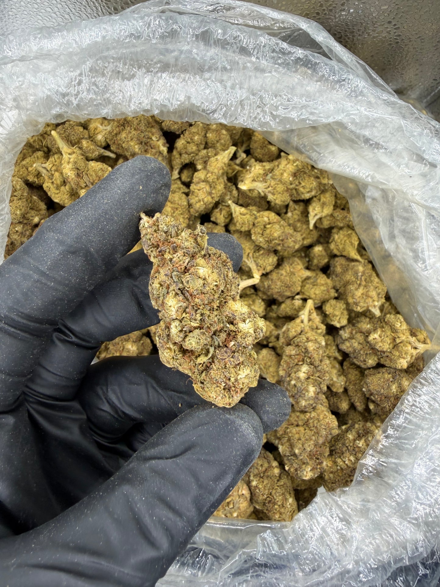Blue Dream Old Outdoor (read description)