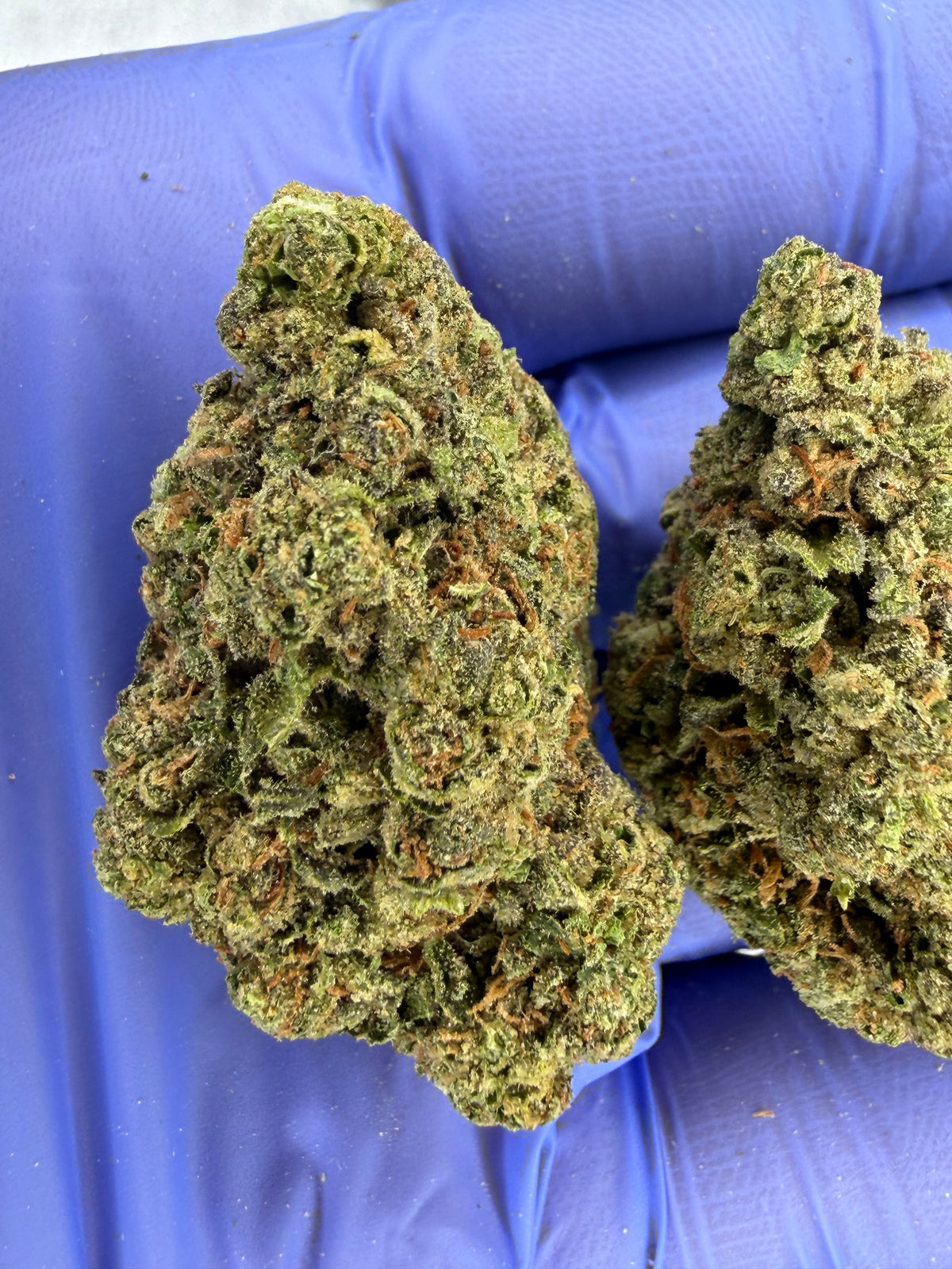 Purple Kush Pop Indoor Light Assist AAA