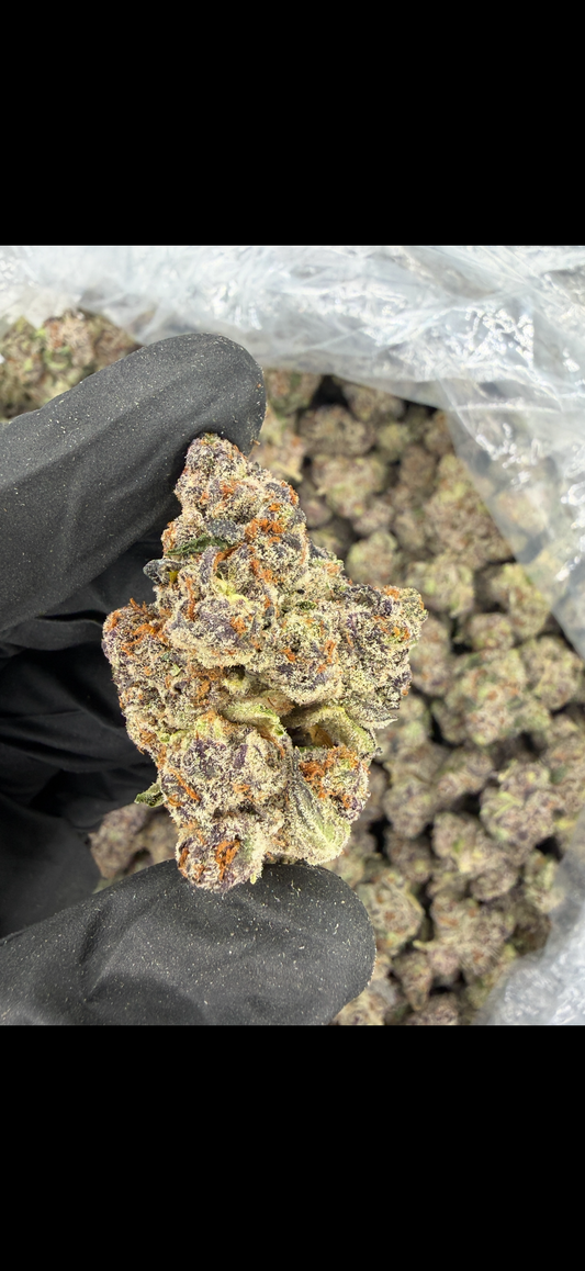 El Chivo Cannaisseur Grade (Top Shelf Exotic)