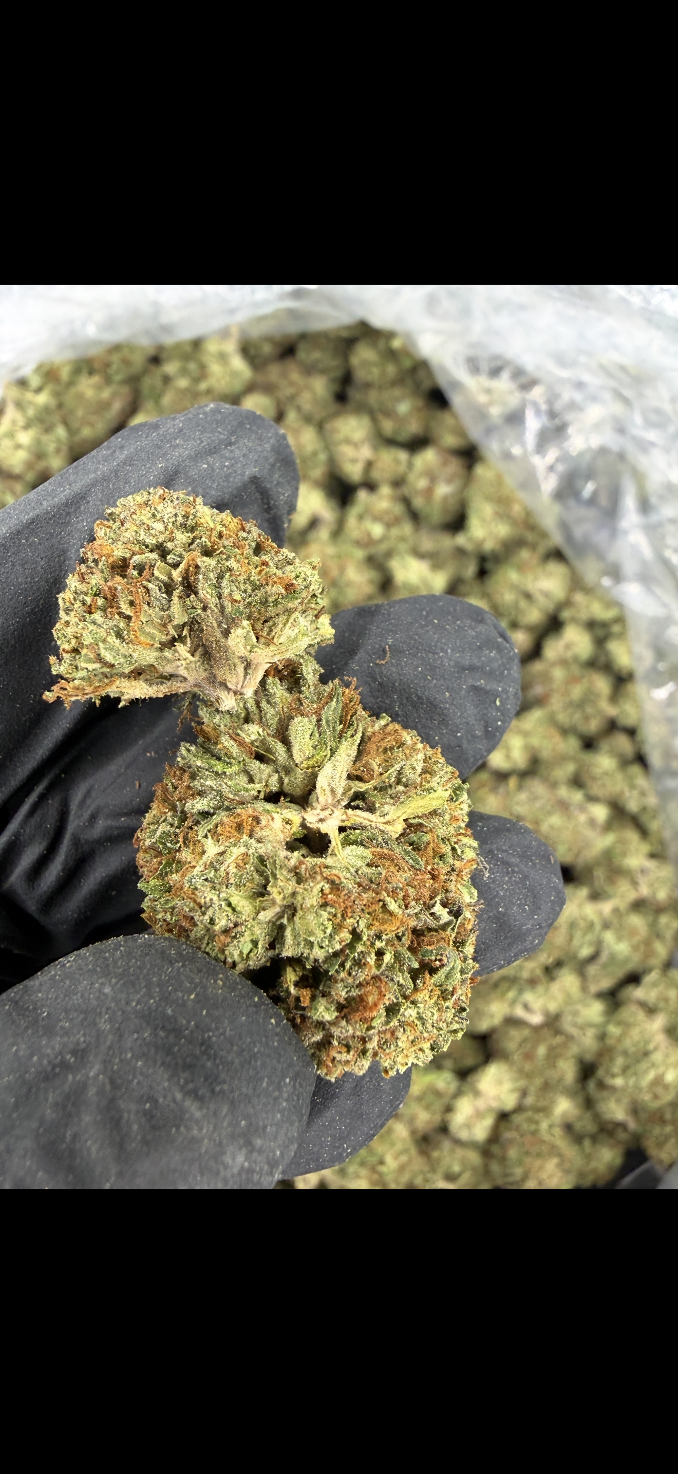 Gushers Indoor Light Assist