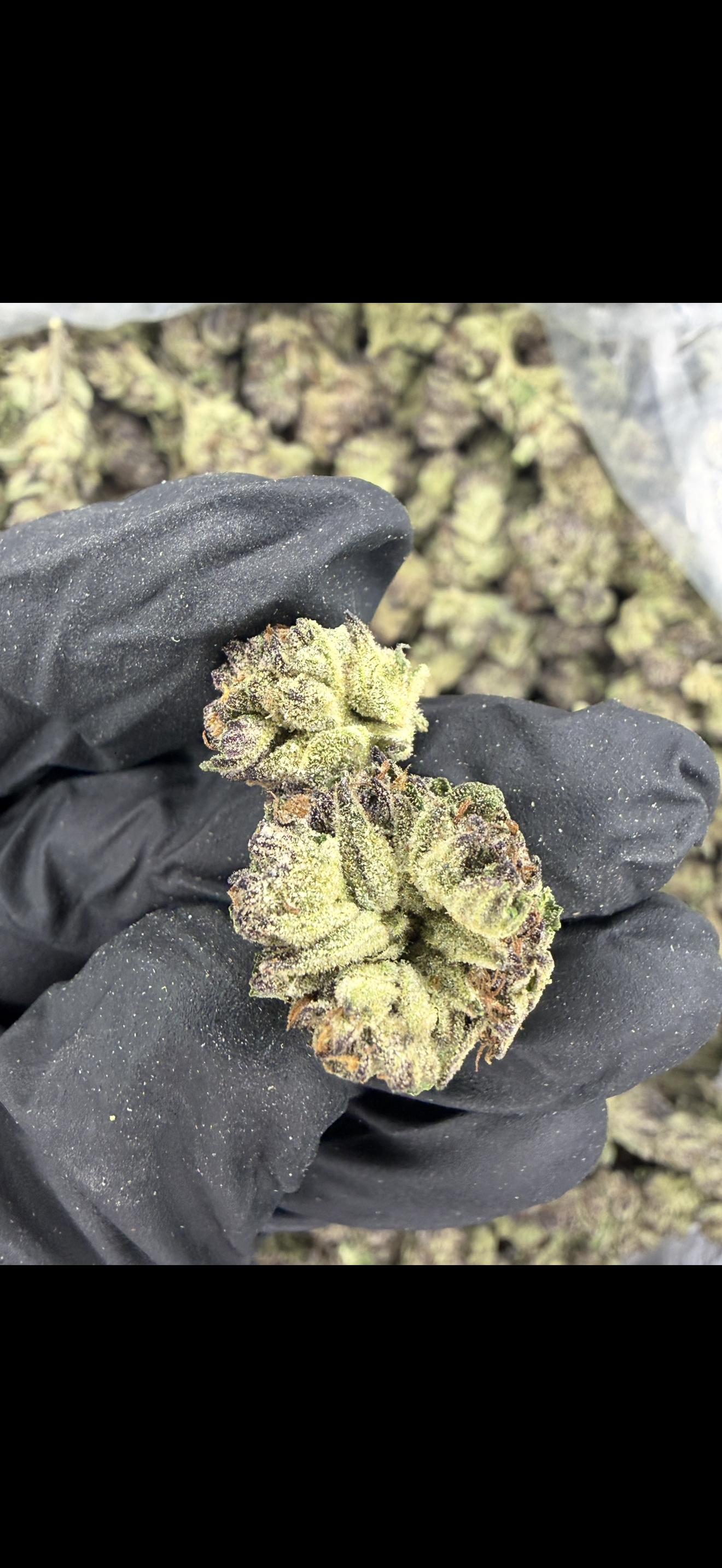 Cereal Milk Indoor Light Assist