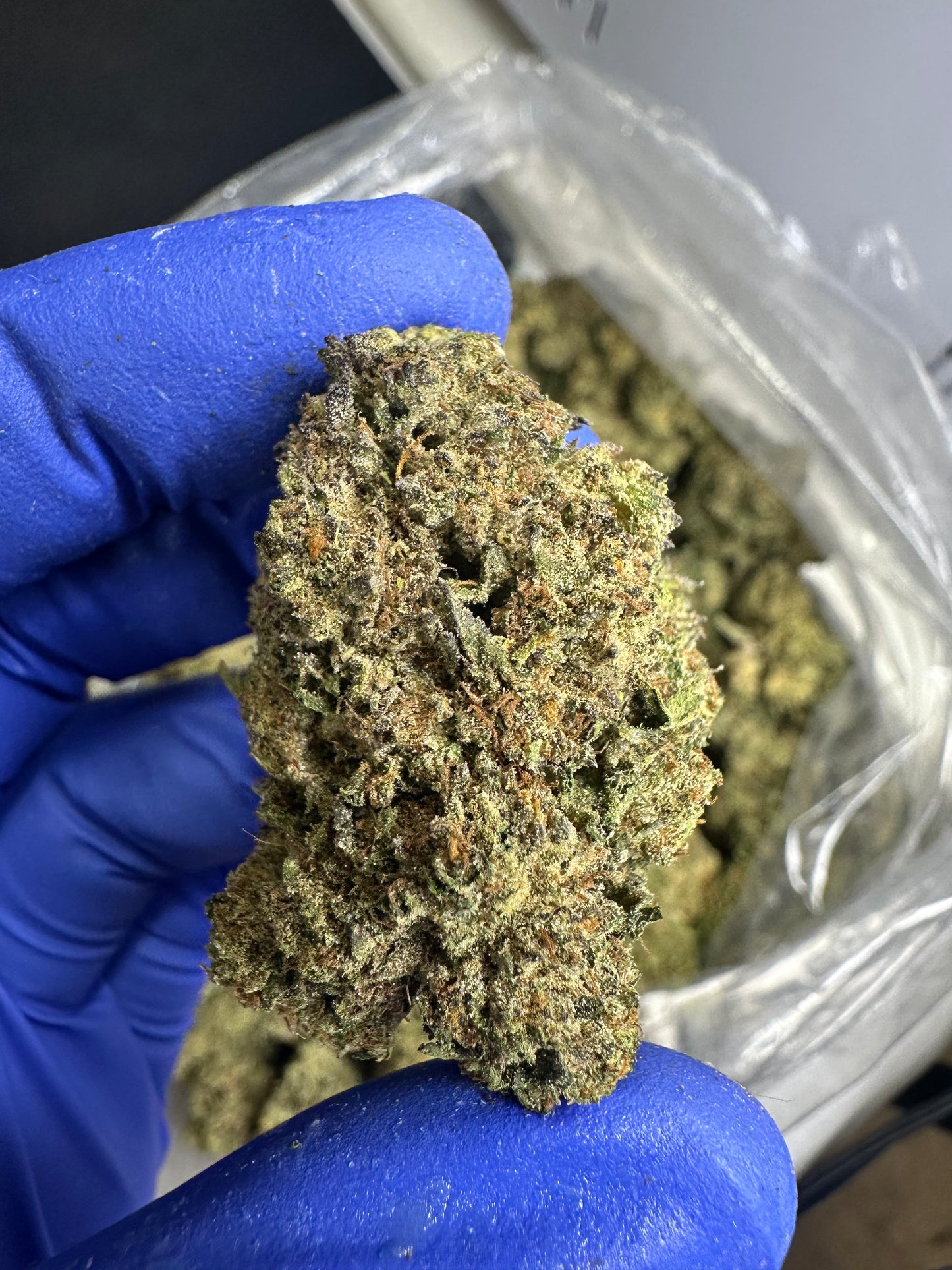 Key Lime Pie Green House