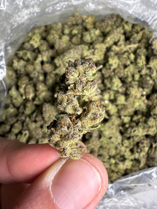 Modified Grapes Indoor Mediums ships June 3rd