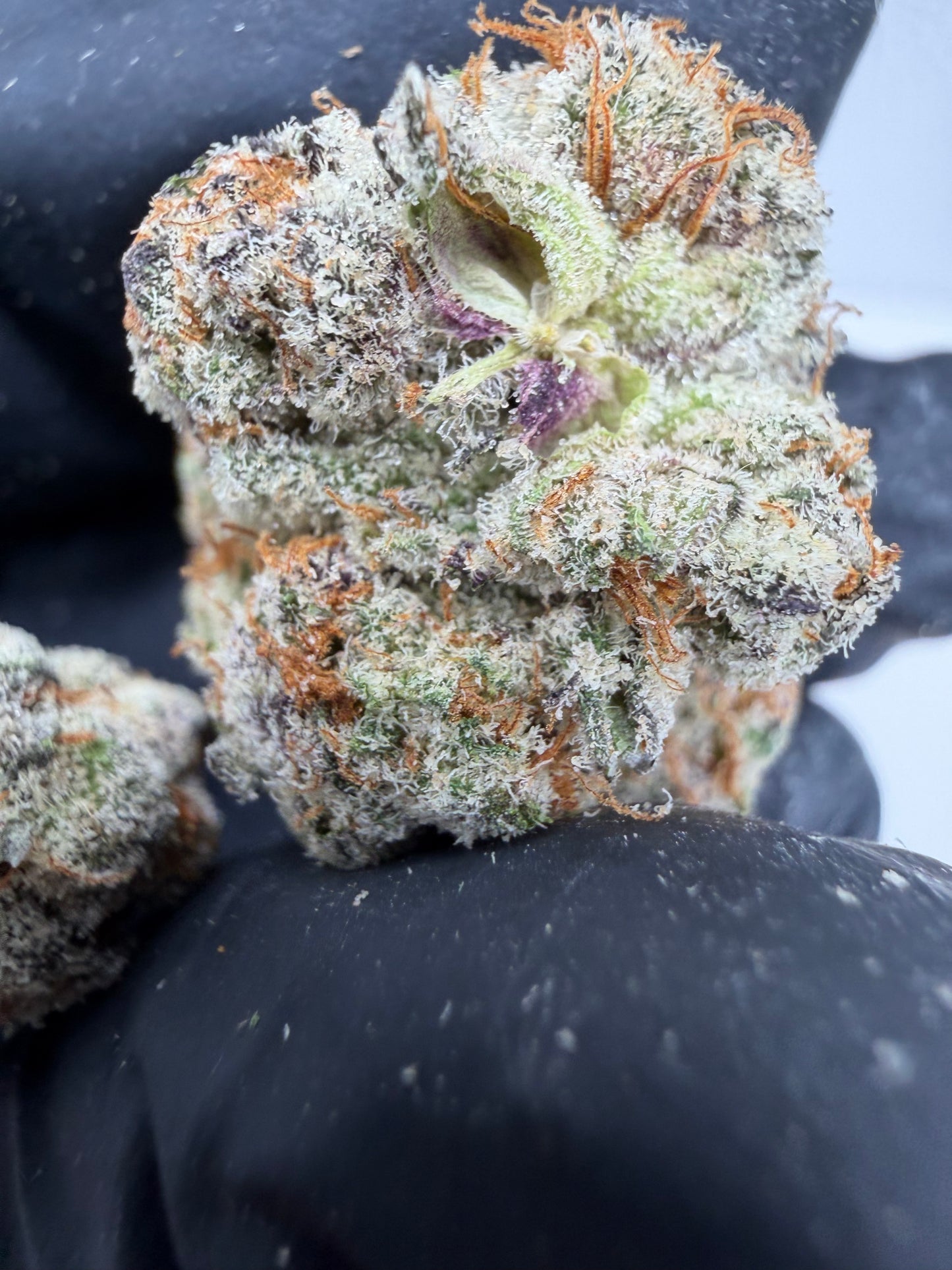 Strawberry Cough (hard to find rare) Cannaisseur Exotics