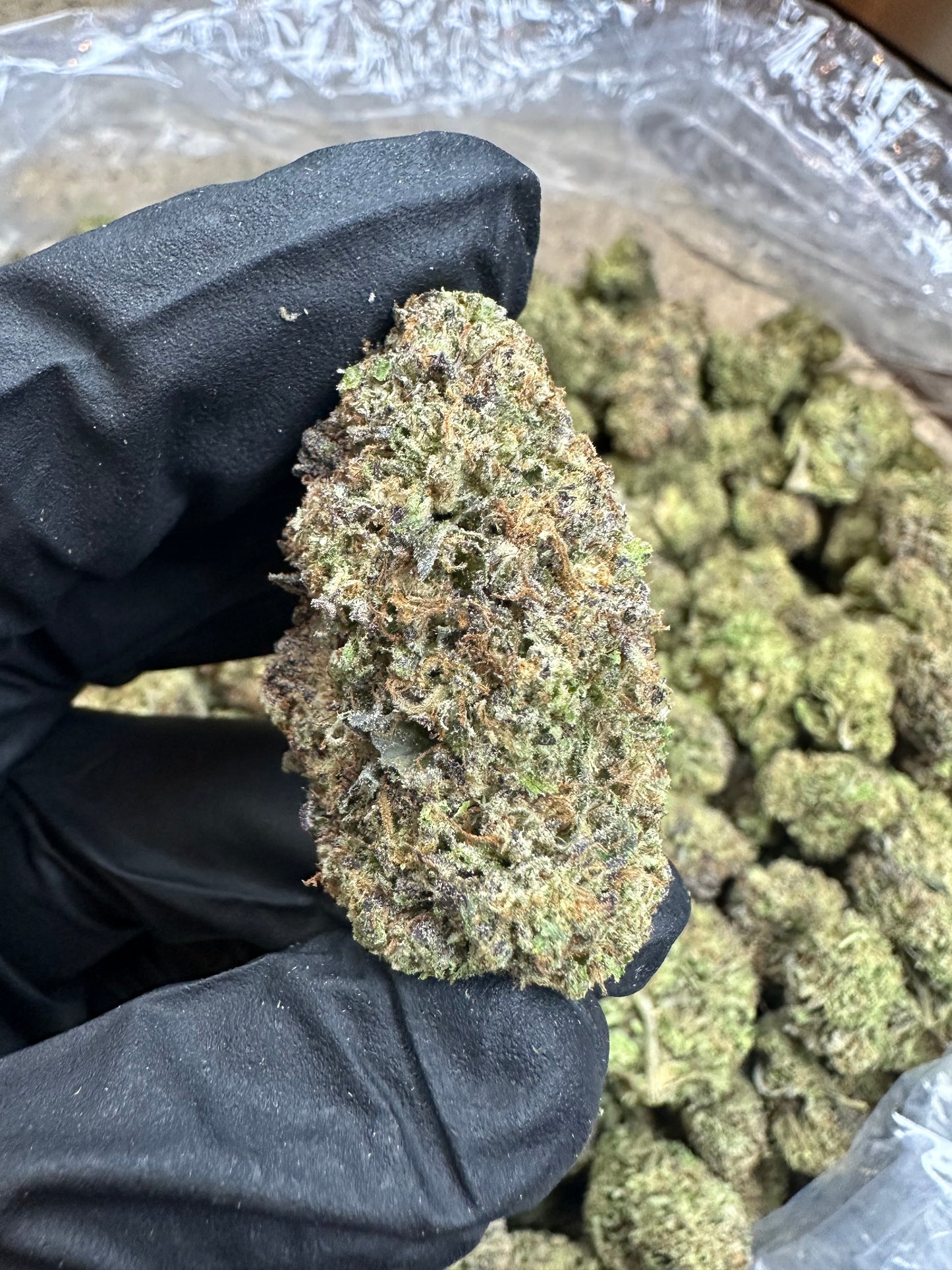 Pinnacle Runtz Indoor Light Assist