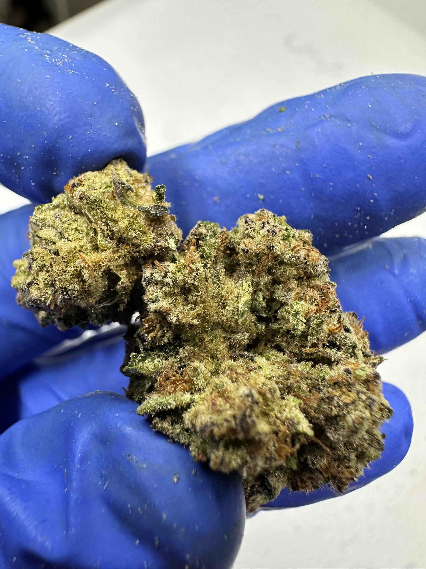 Lambo OG Indoor Light Assist